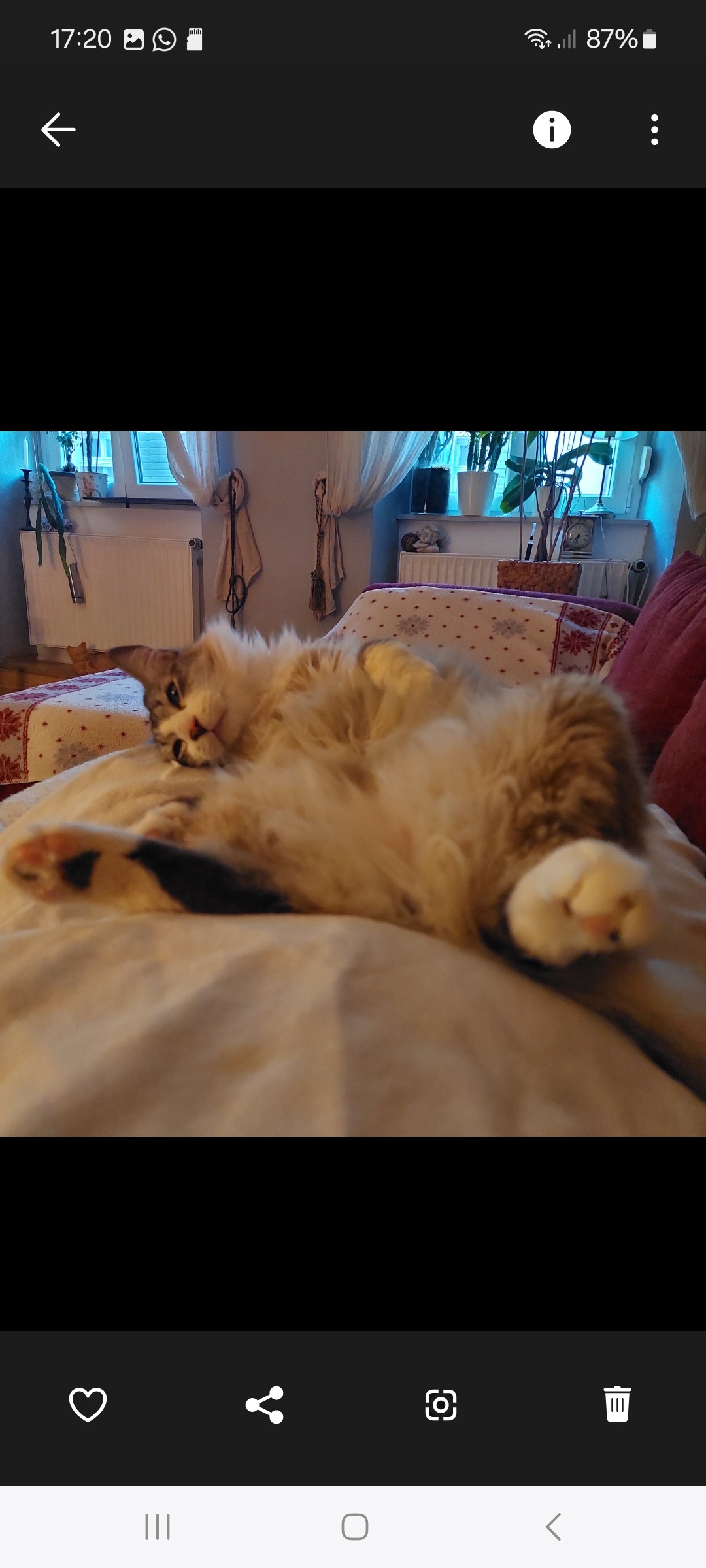 Kater Beppo leidet – dringend OP nötig campaign photo, 4 of 7