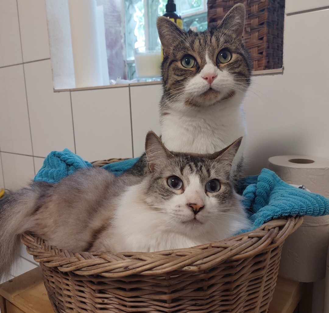 Kater Beppo leidet – dringend OP nötig campaign photo, 5 of 7