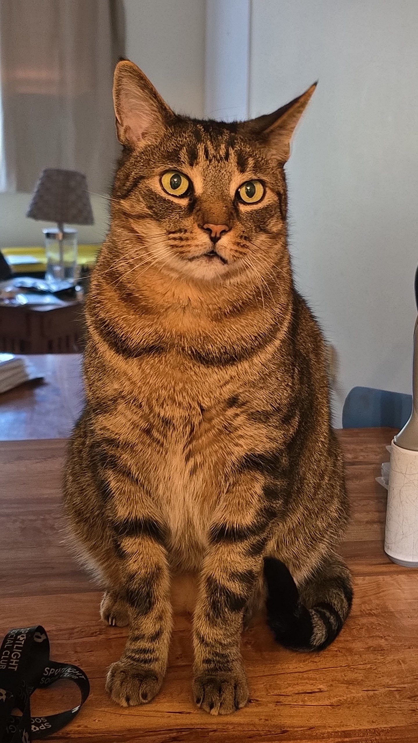 Help Merlin Get Diabetes Care campaign photo, 4 of 8