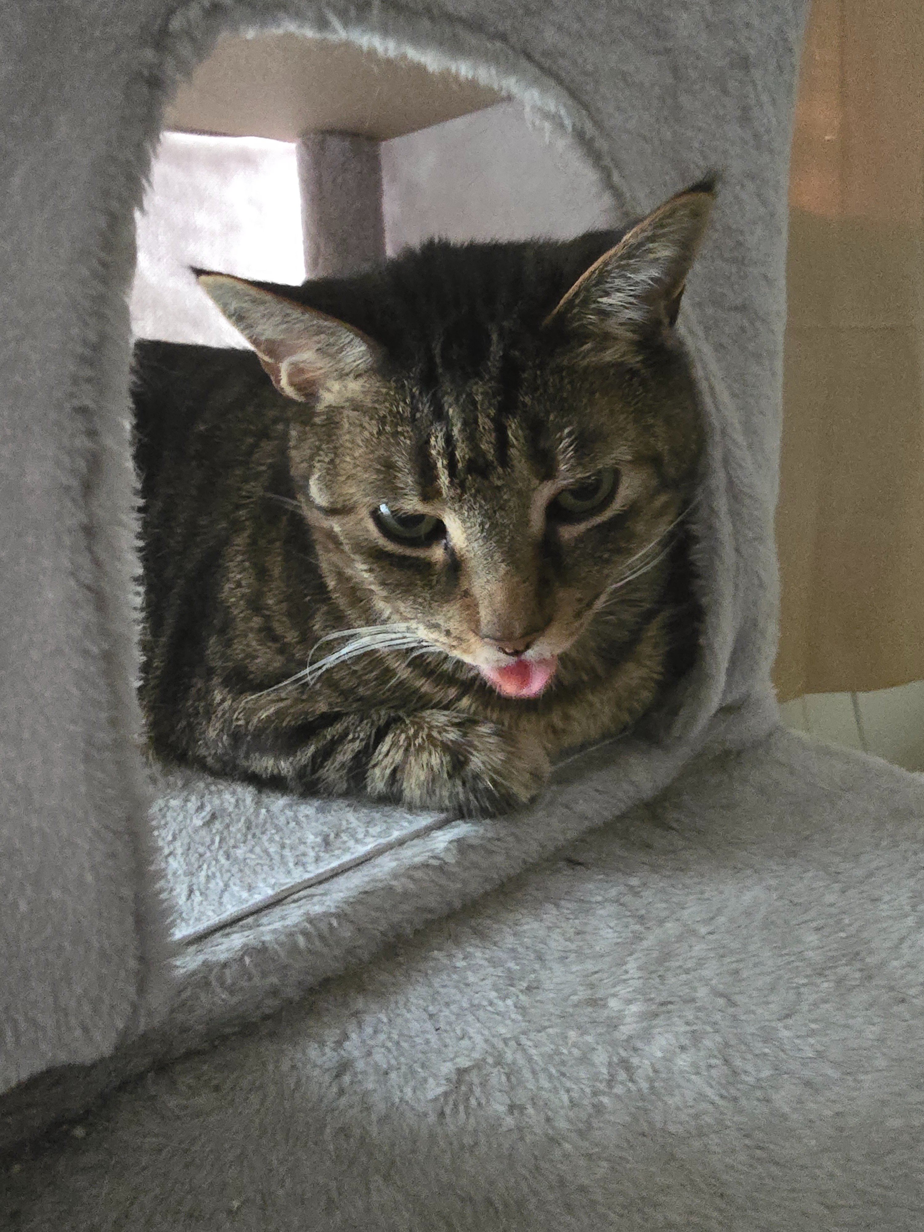 Help Merlin Get Diabetes Care campaign photo, 5 of 8
