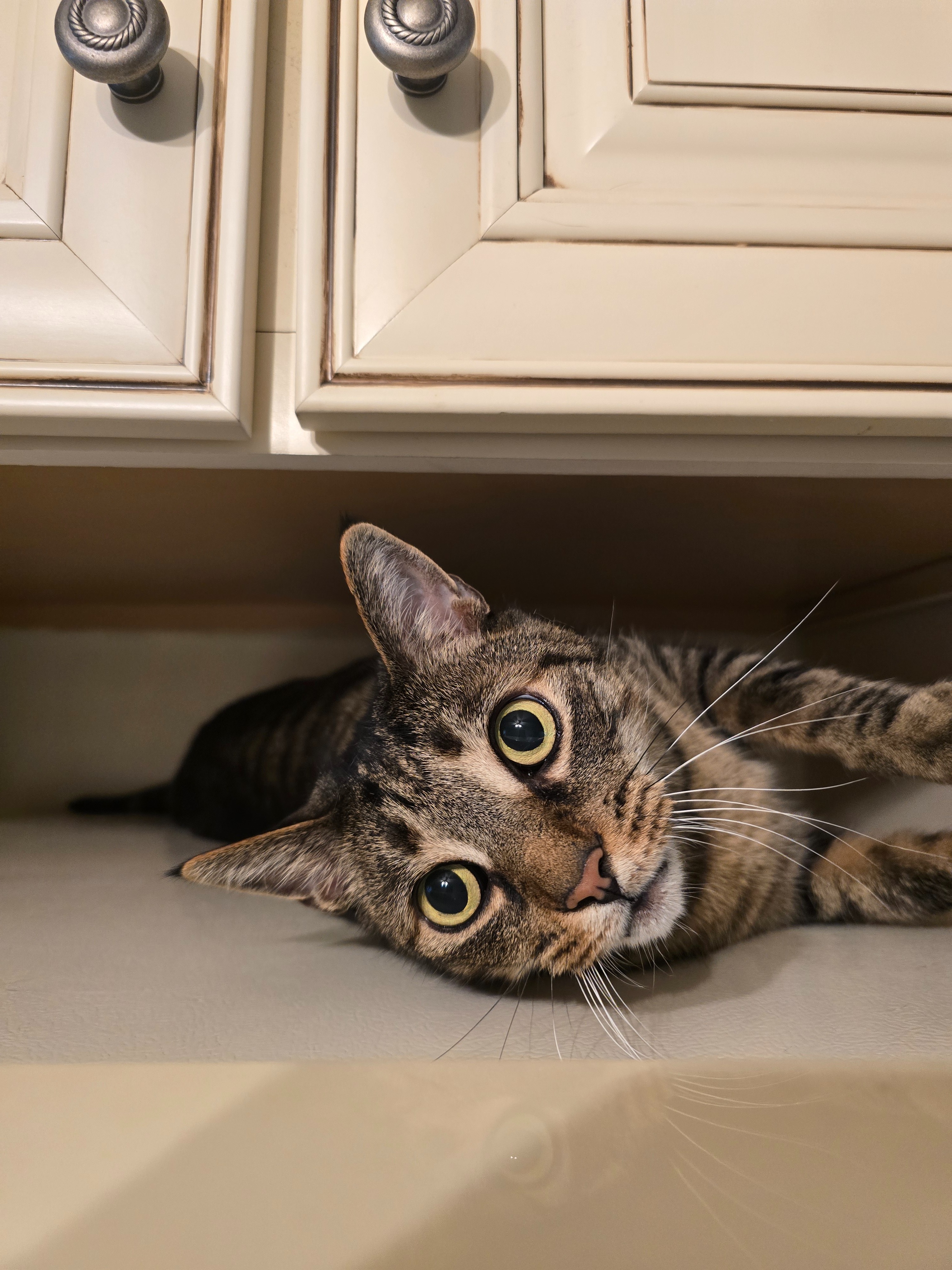 Help Merlin Get Diabetes Care campaign photo, 6 of 8