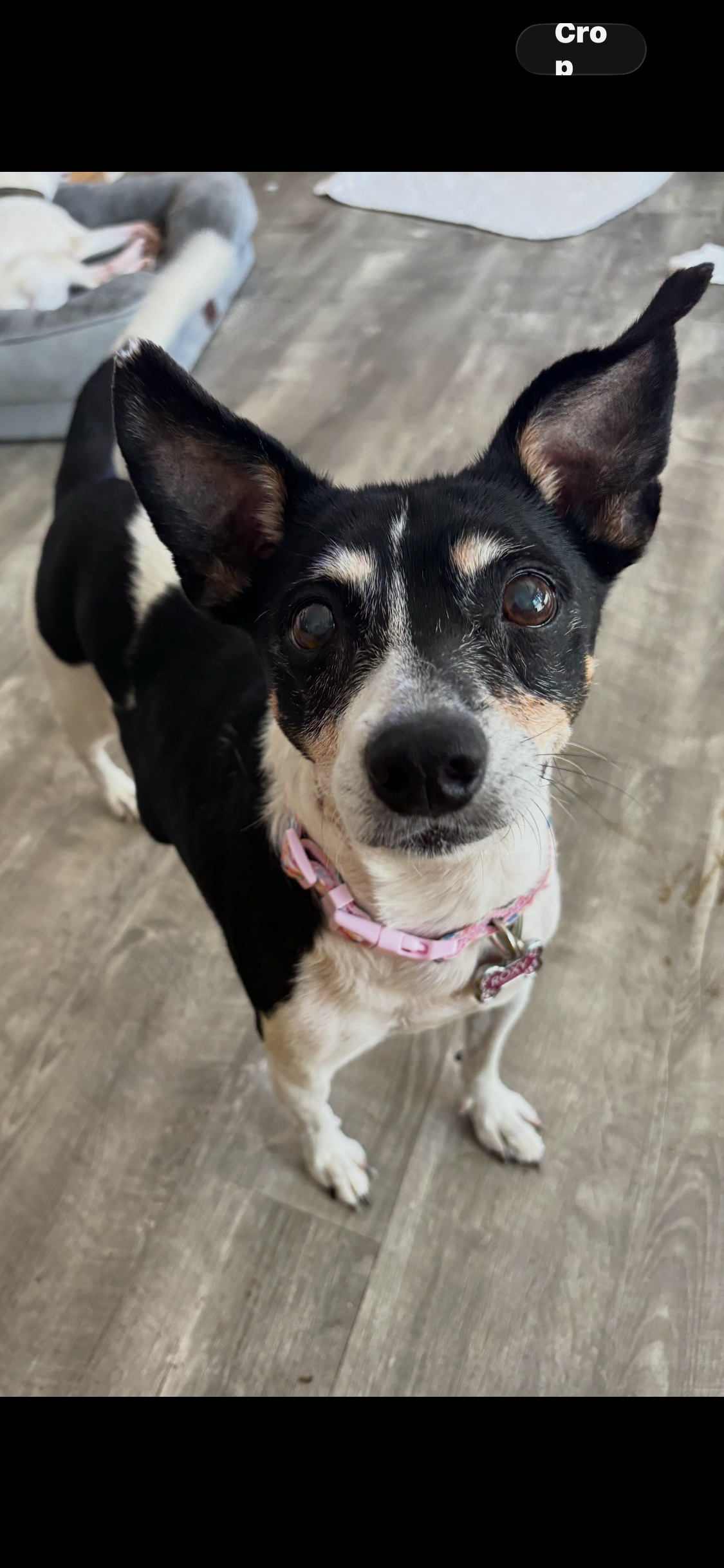 Help Us Care for Our Senior and Special Needs Dogs campaign photo, 5 of 6