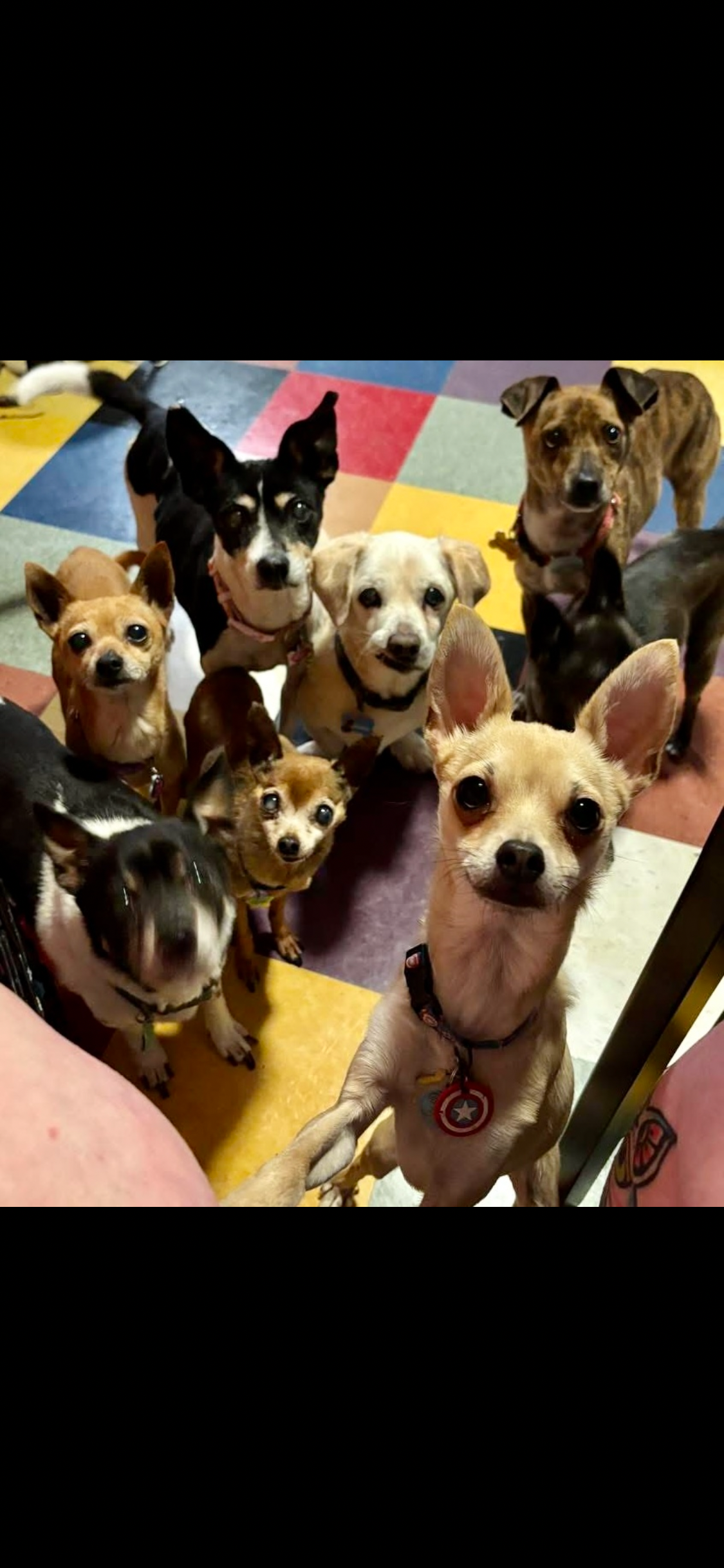 Help Us Care for Our Senior and Special Needs Dogs campaign photo, 2 of 6
