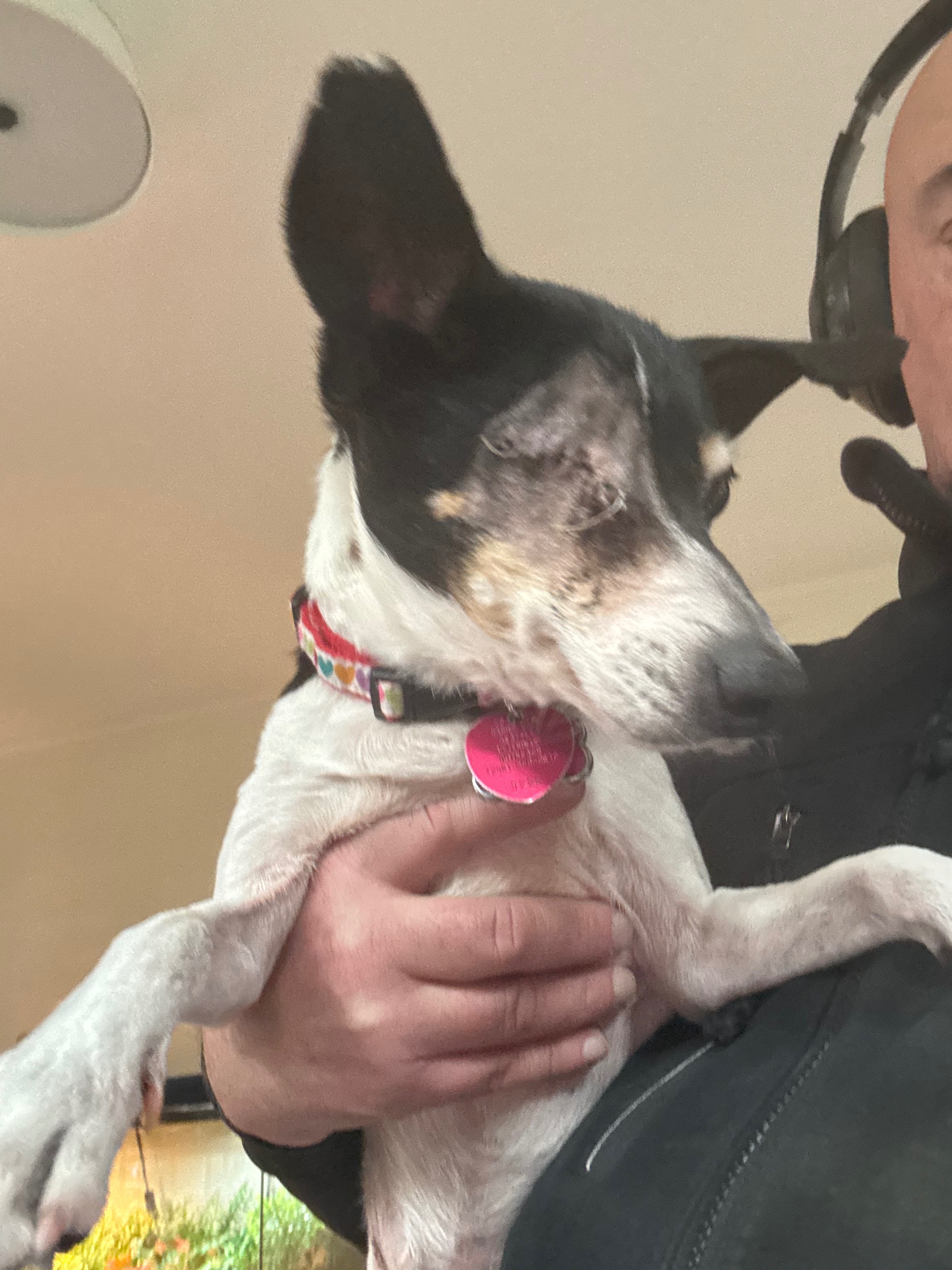 Help Us Care for Our Senior and Special Needs Dogs campaign photo, 4 of 6