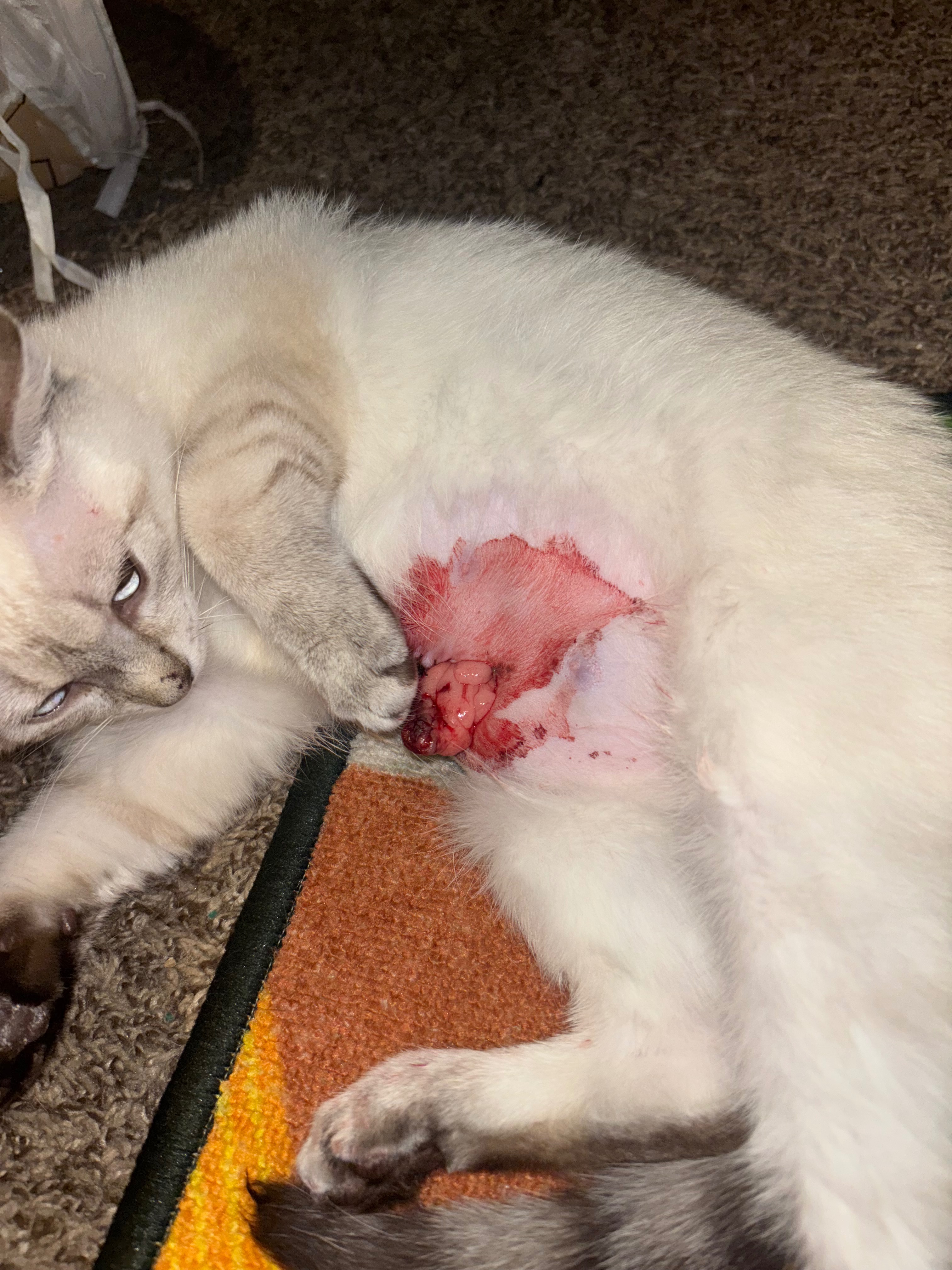 Support Lola’s Recovery from Surgery Complications campaign photo, 2 of 5