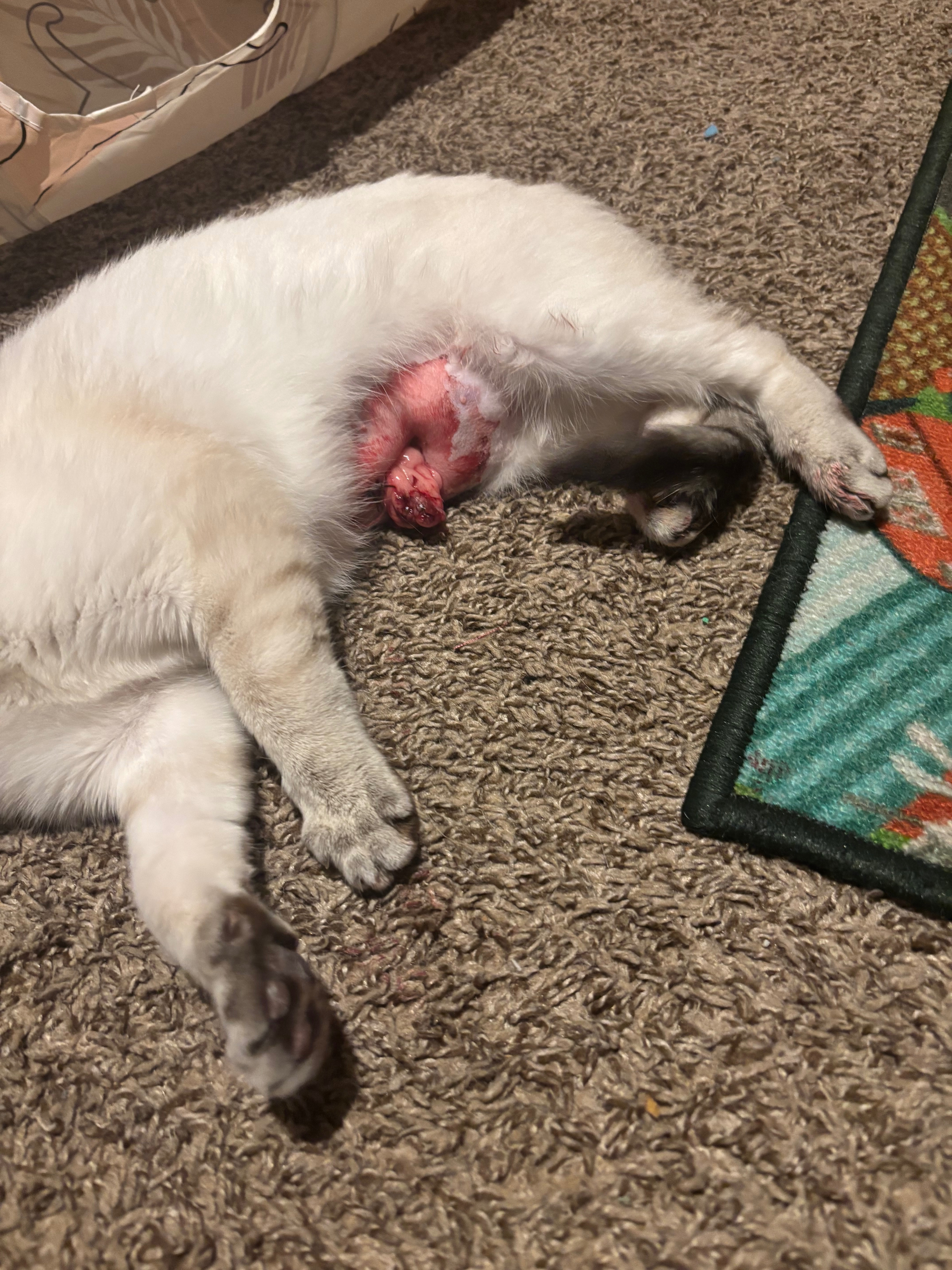Support Lola’s Recovery from Surgery Complications campaign photo, 4 of 5