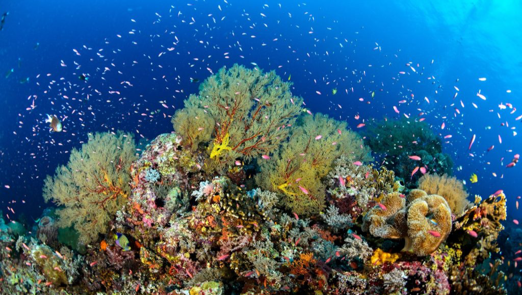 Support Our Film on Marine Protection in the Philippines photo