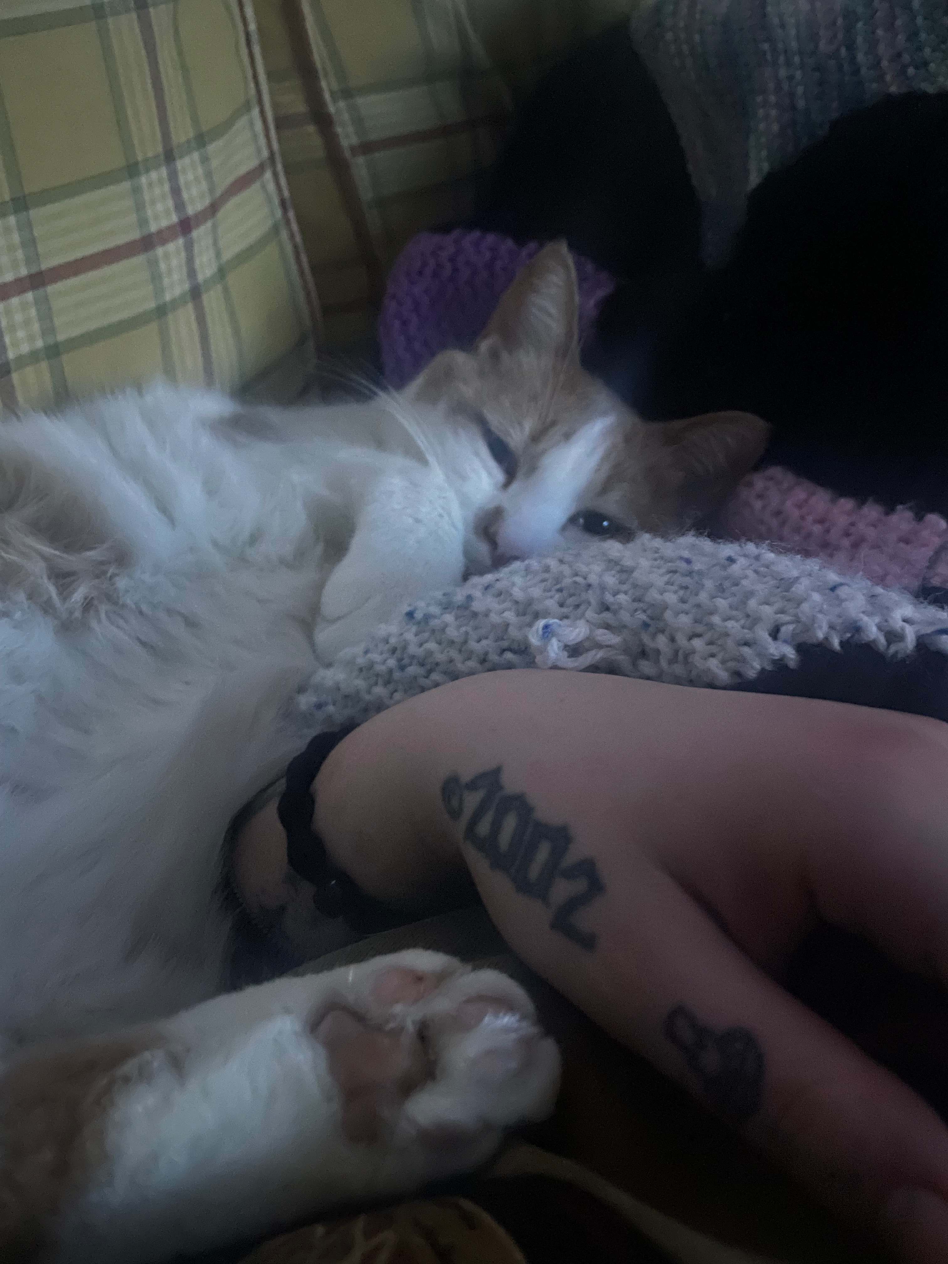 Support Julien’s Vet Bills and Recovery campaign photo, 5 of 7