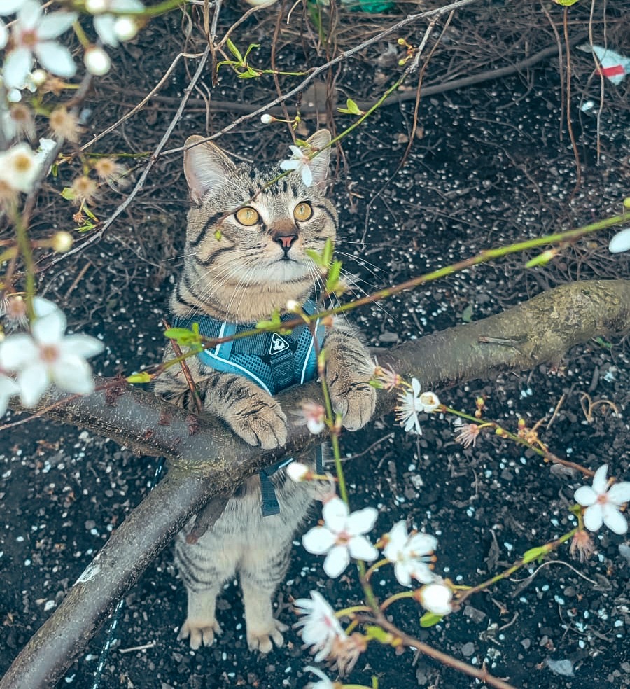 Support Treatment for My Cherished Cat campaign photo, 4 of 4