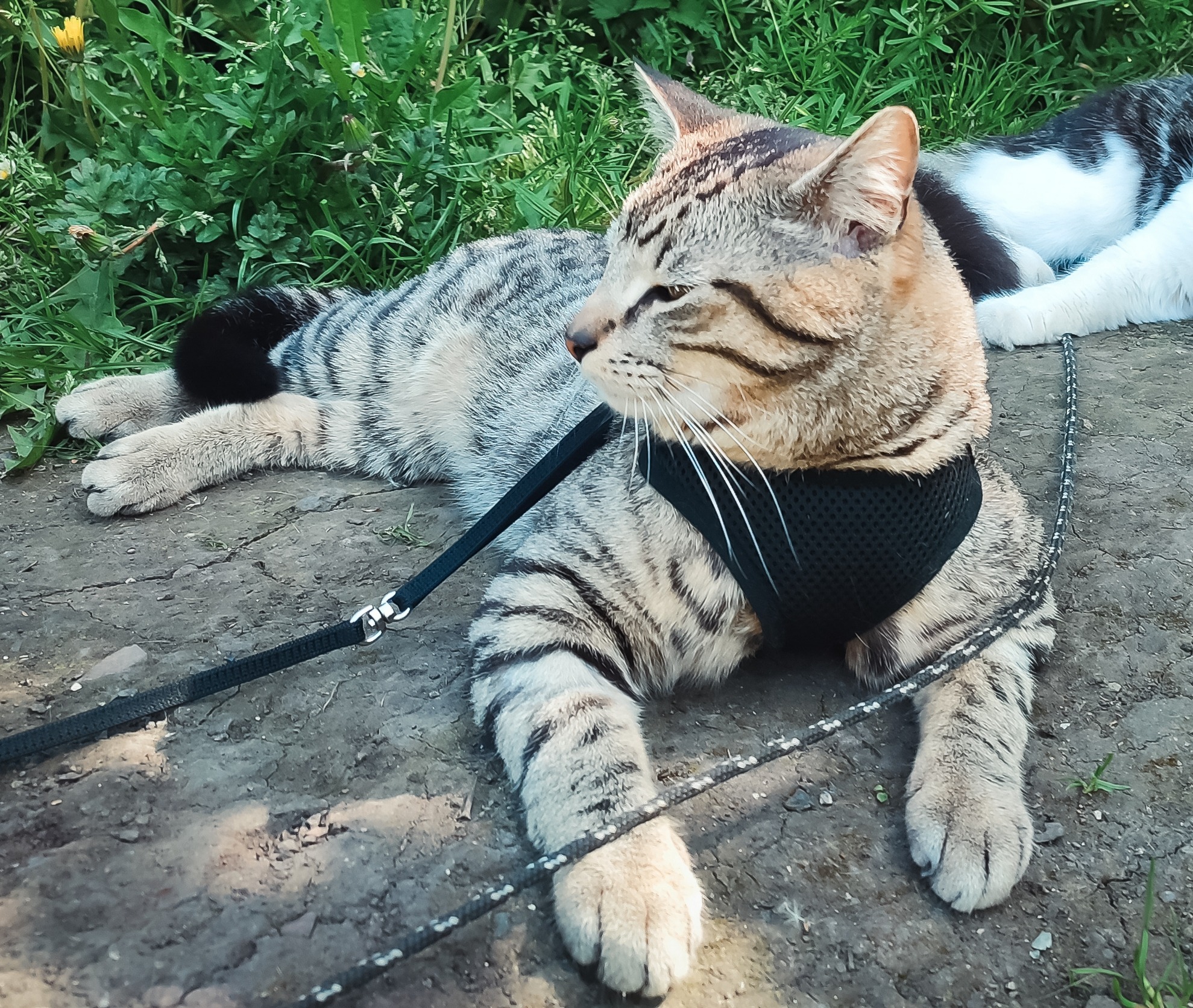 Support Treatment for My Cherished Cat campaign photo, 1 of 4