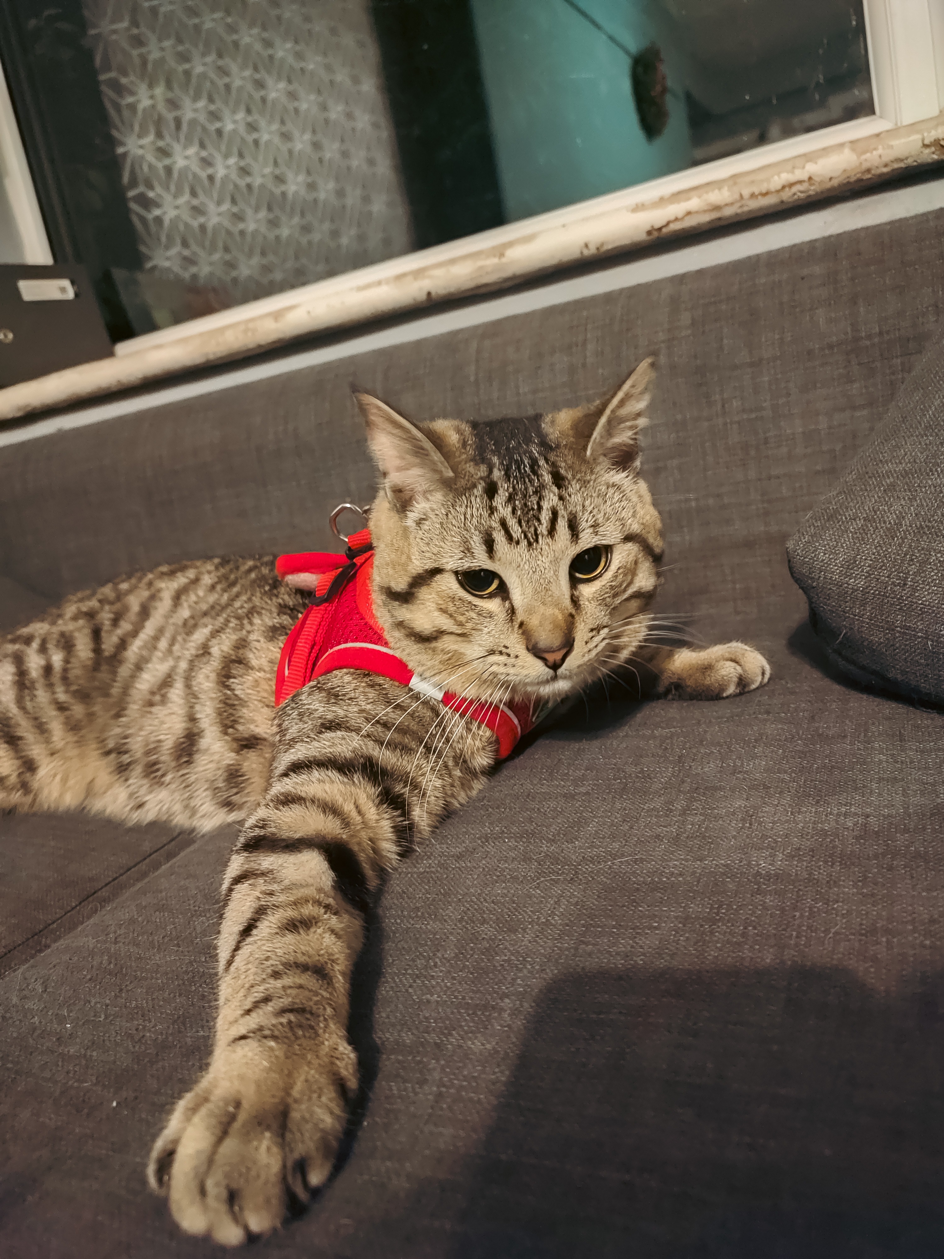Support Treatment for My Cherished Cat campaign photo, 2 of 4