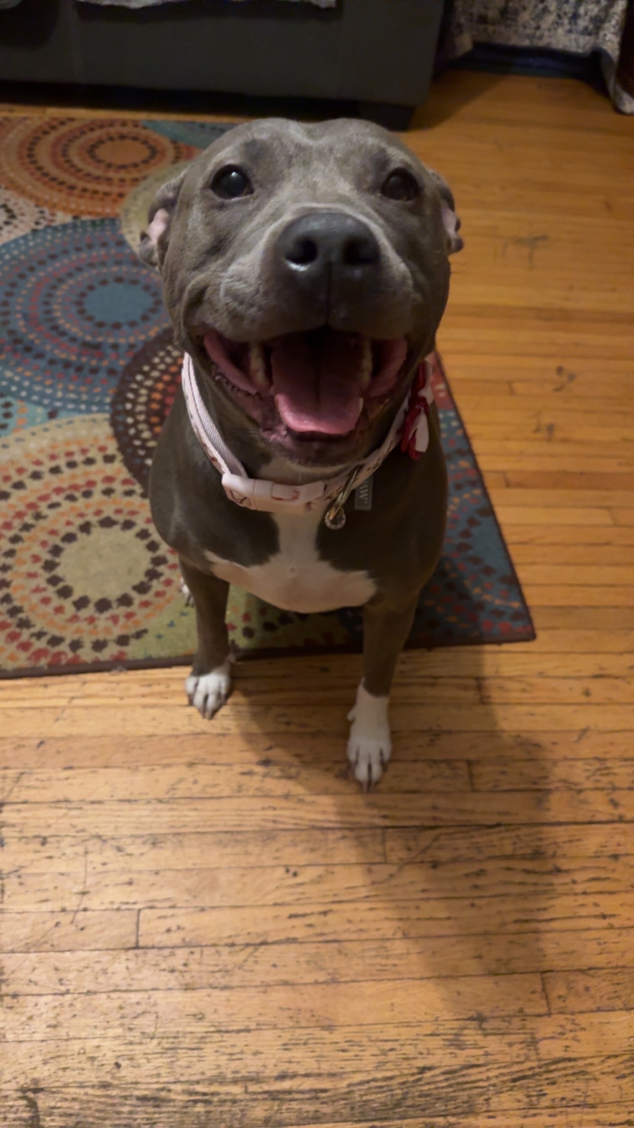 Help Ivy Get the Vet Care She Needs campaign photo, 2 of 8
