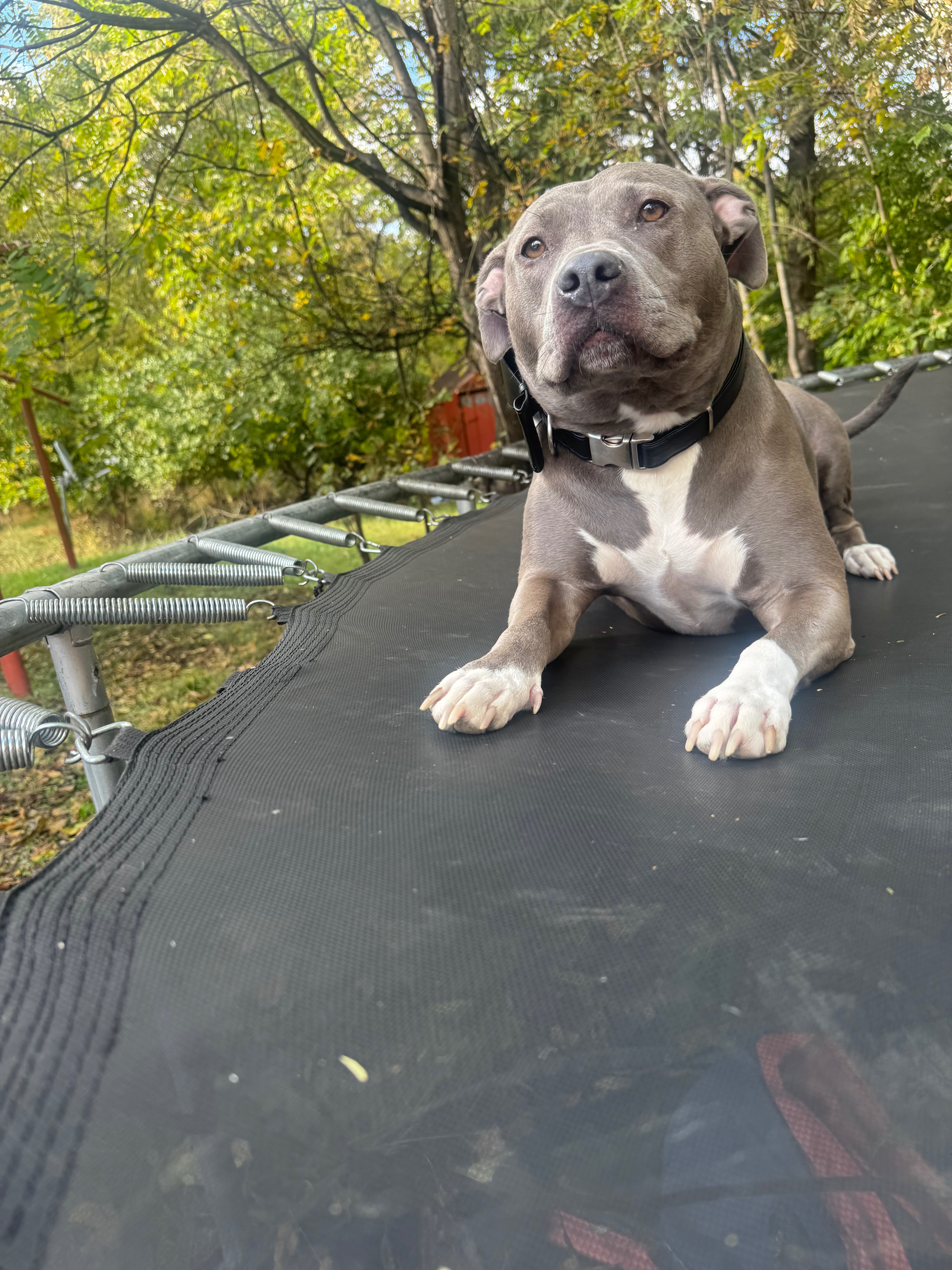 Help Ivy Get the Vet Care She Needs campaign photo, 4 of 8