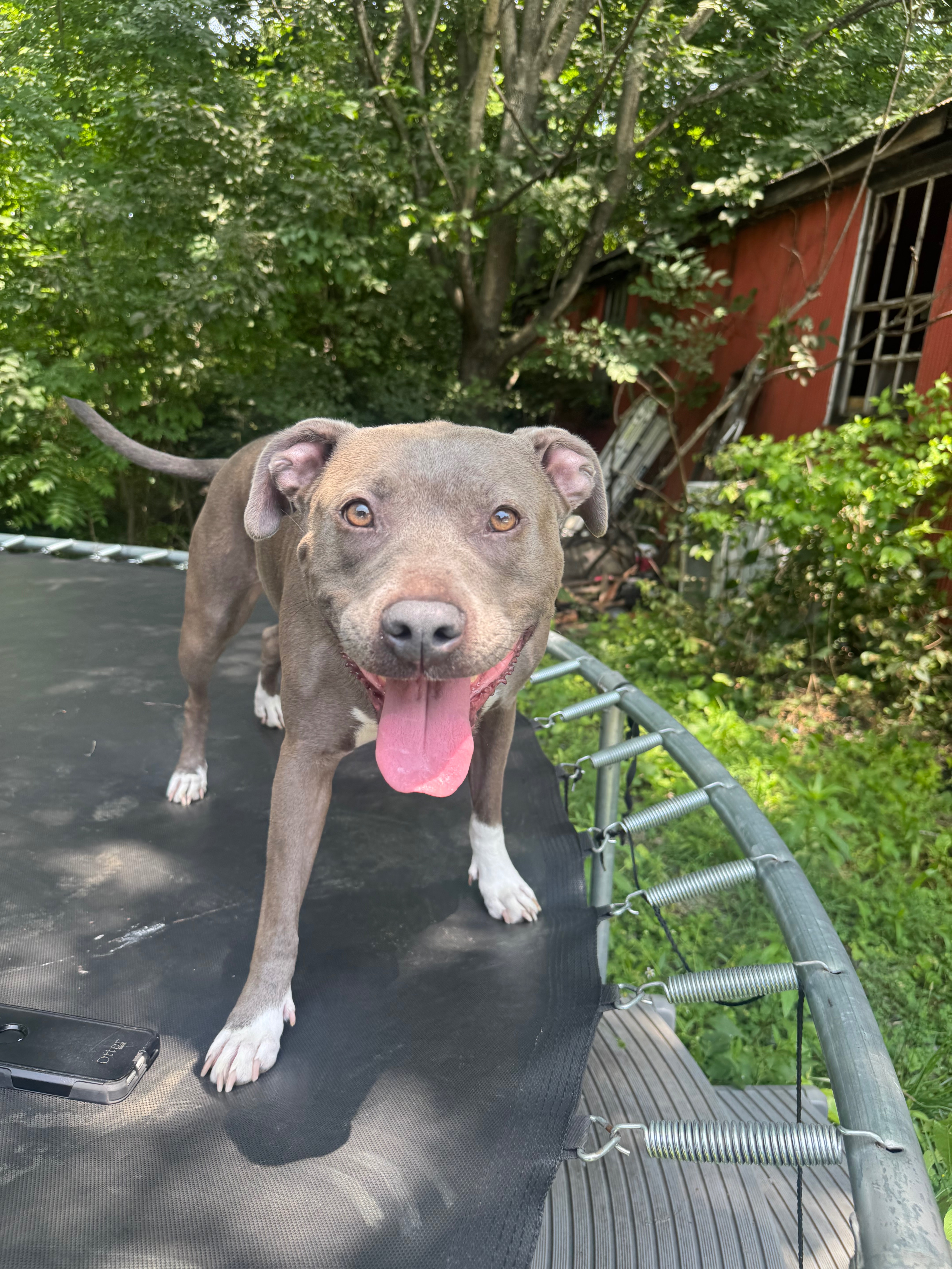Help Ivy Get the Vet Care She Needs campaign photo, 5 of 8