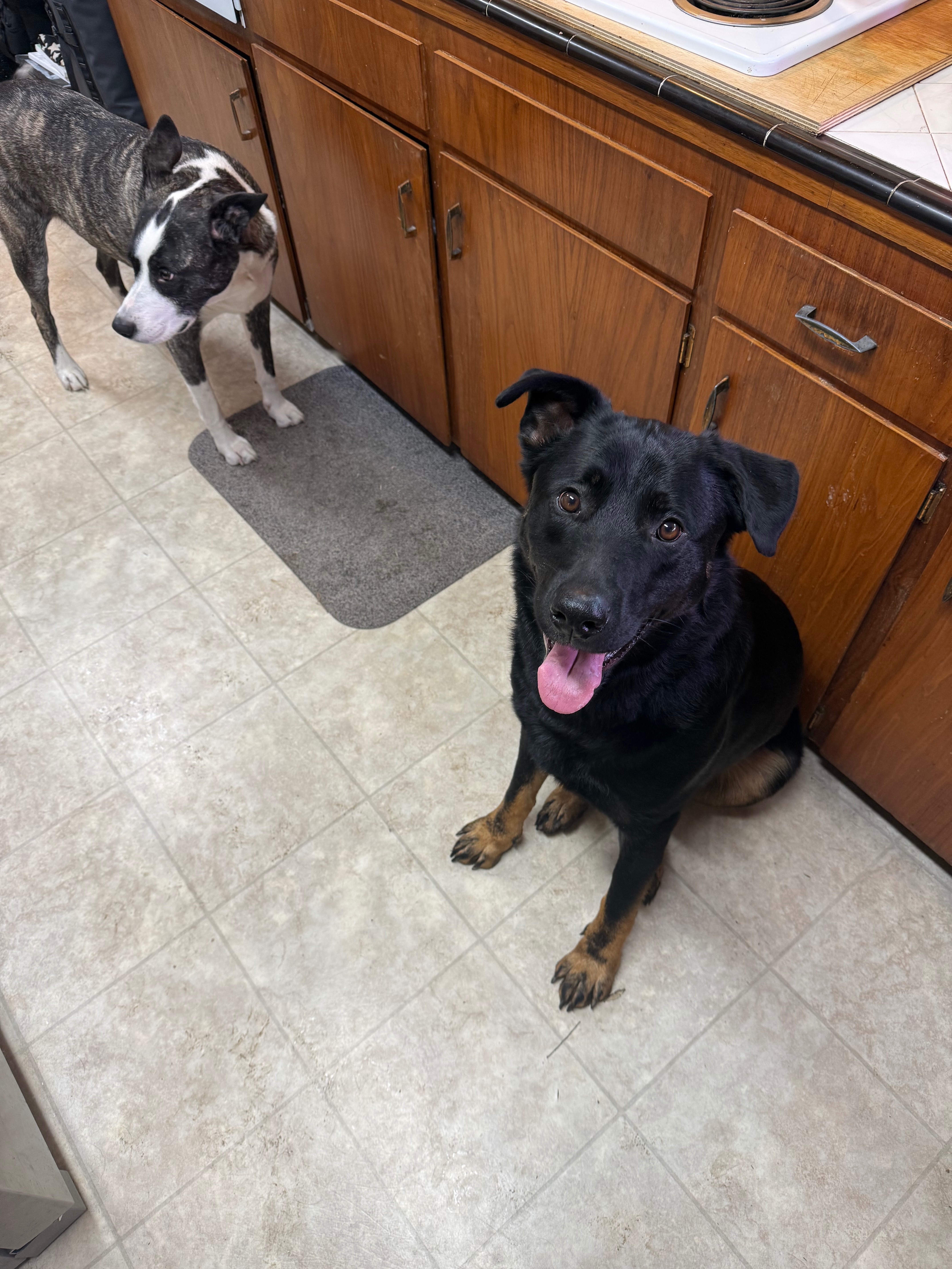 Help Erik and Kacey Care for Lost Dog from Talent, Oregon campaign photo, 7 of 8