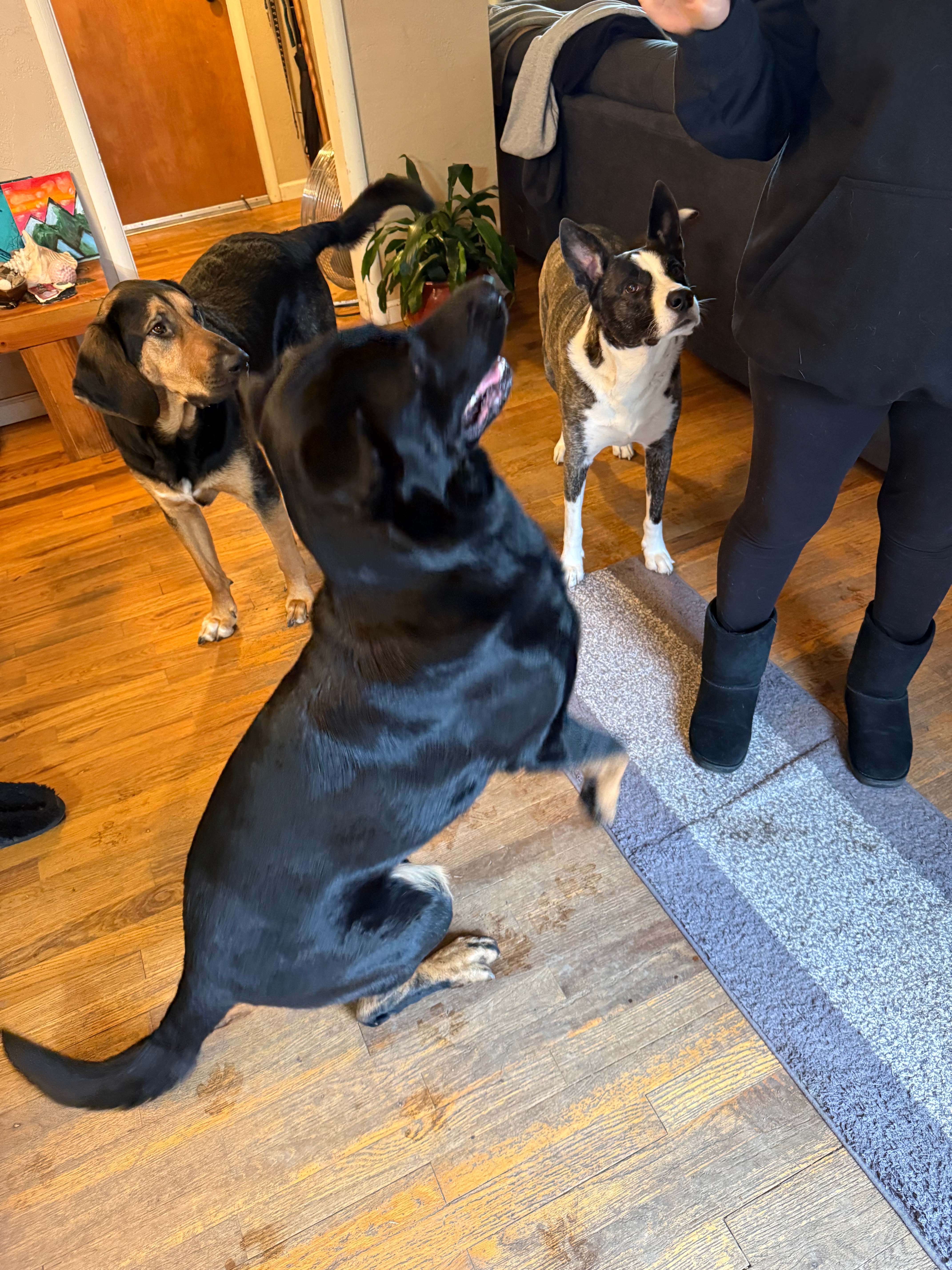 Help Erik and Kacey Care for Lost Dog from Talent, Oregon campaign photo, 2 of 8
