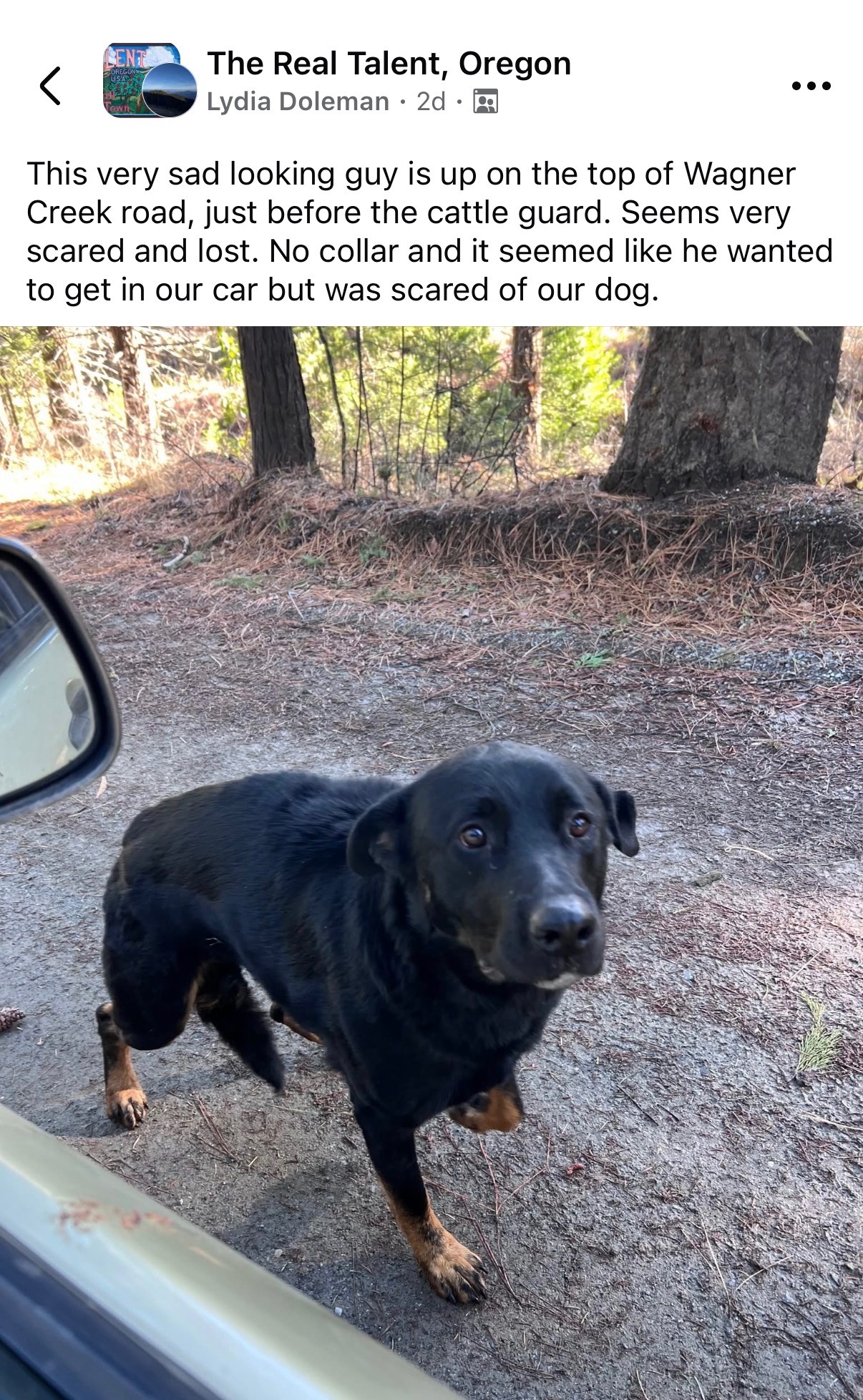 Help Erik and Kacey Care for Lost Dog from Talent, Oregon campaign photo, 4 of 8