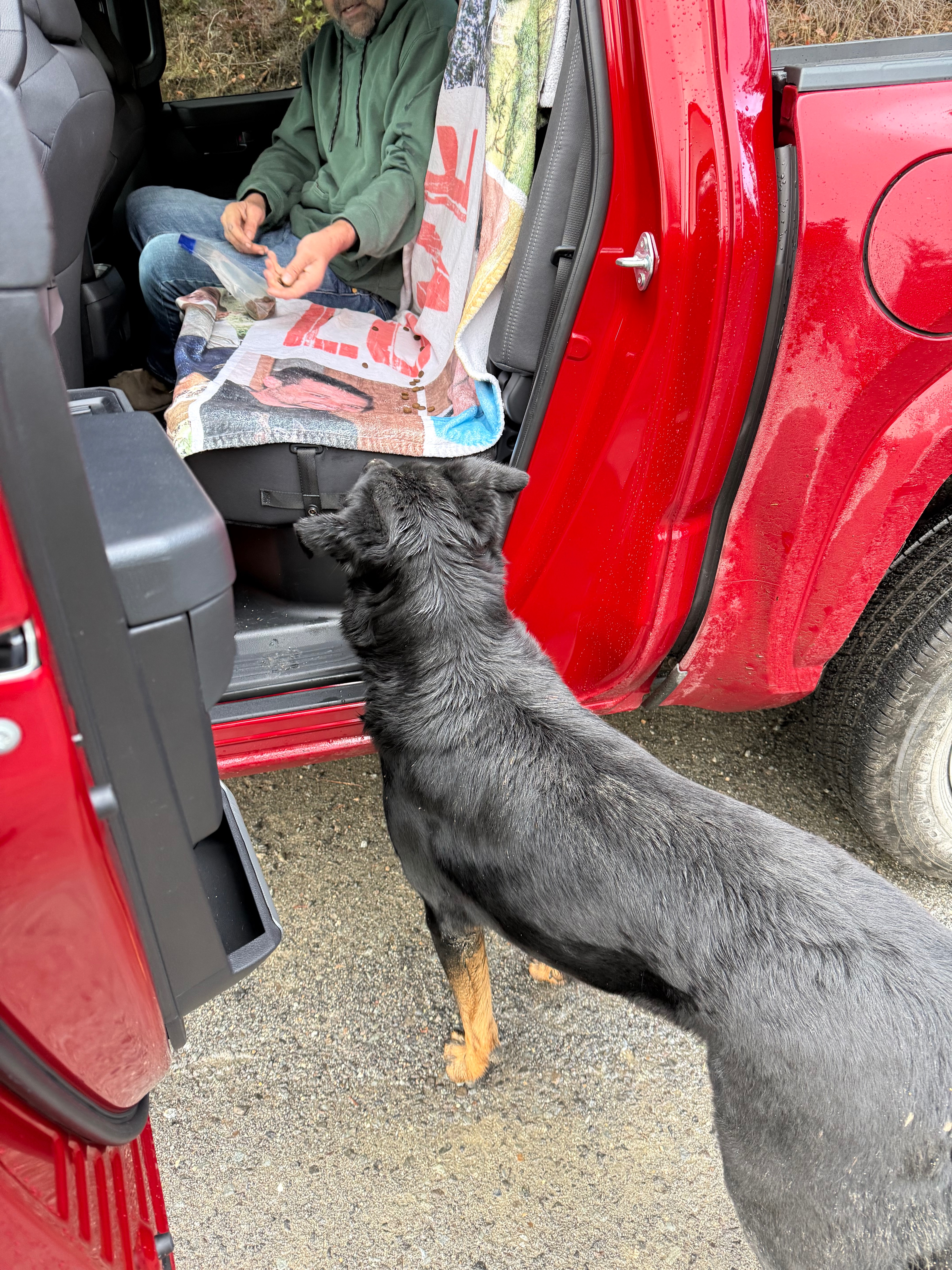 Help Erik and Kacey Care for Lost Dog from Talent, Oregon campaign photo, 5 of 8