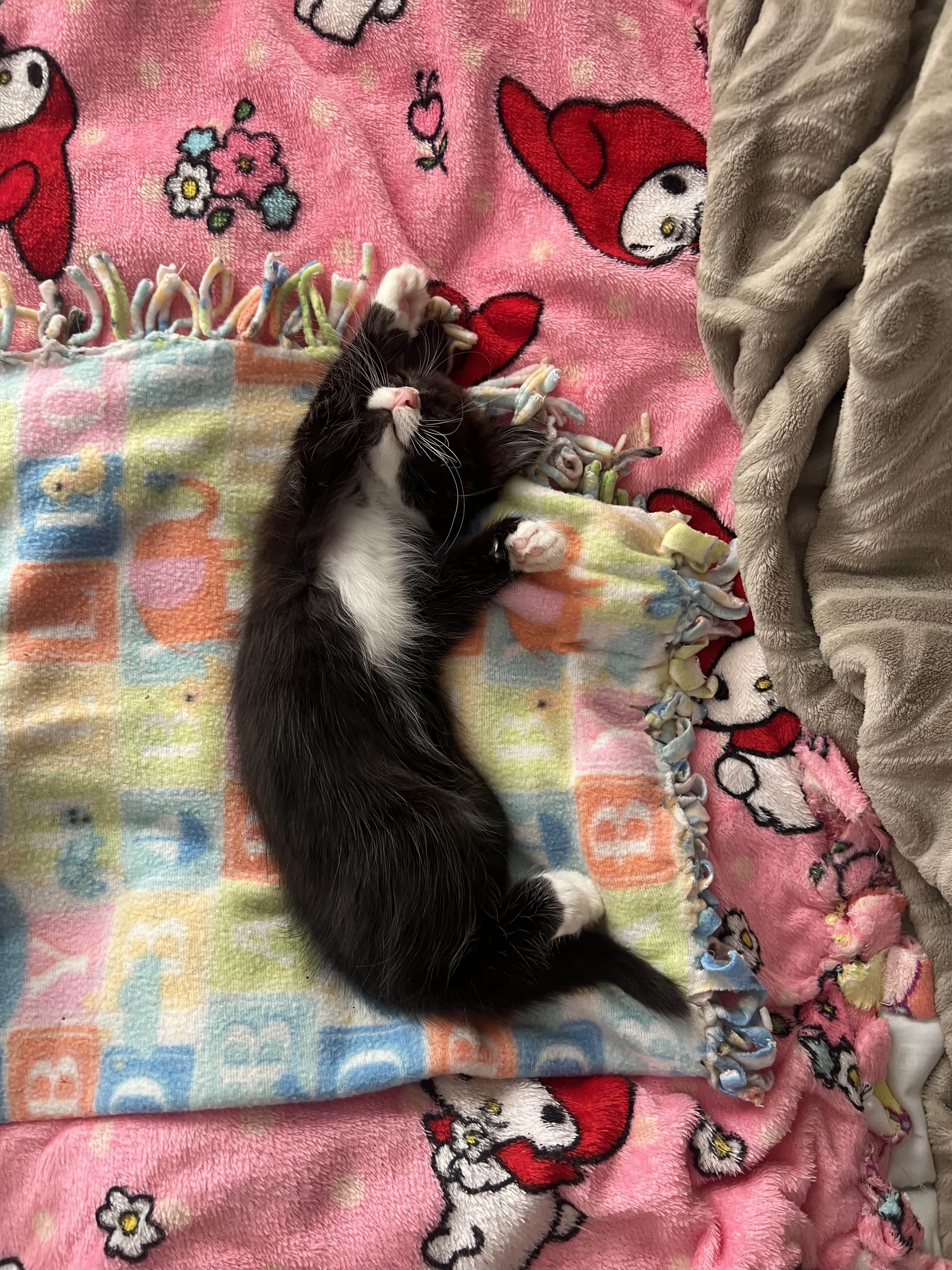 Help Marshmallow Heal from Severe Stomatitis campaign photo, 5 of 6