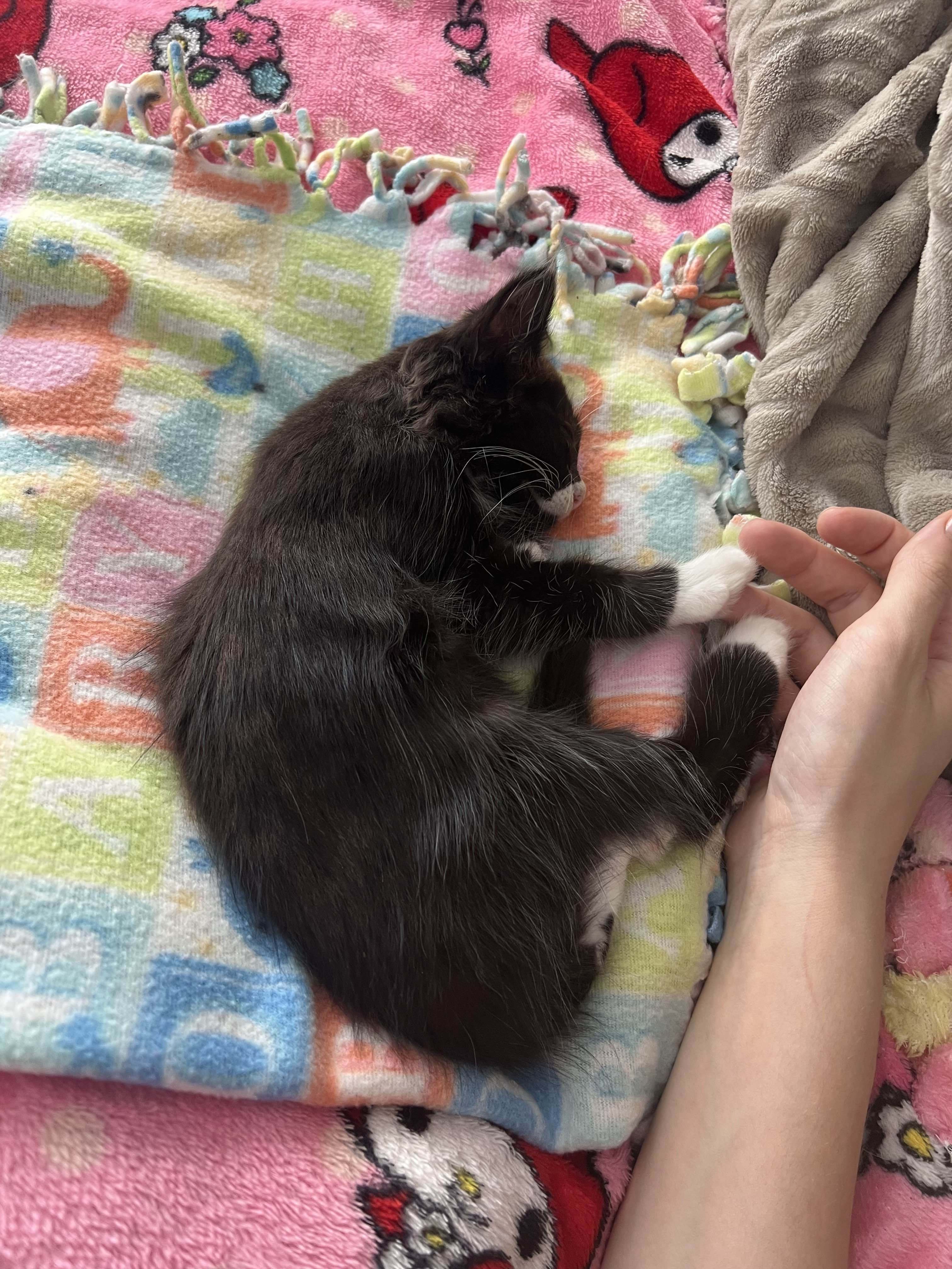 Help Marshmallow Heal from Severe Stomatitis campaign photo, 2 of 6