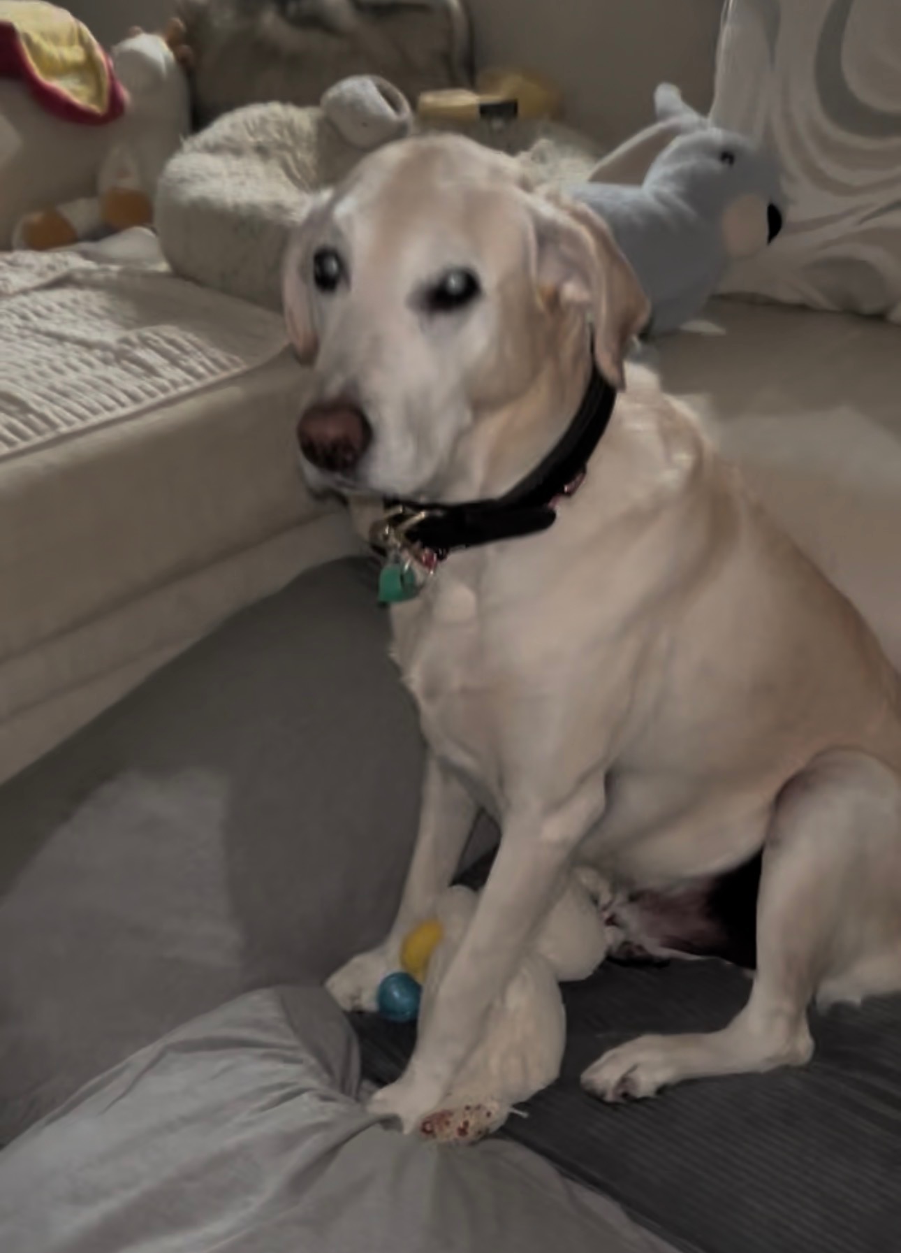 Fundraiser by Kellee Cullinane : Help Joy keep her home & Care for her ...