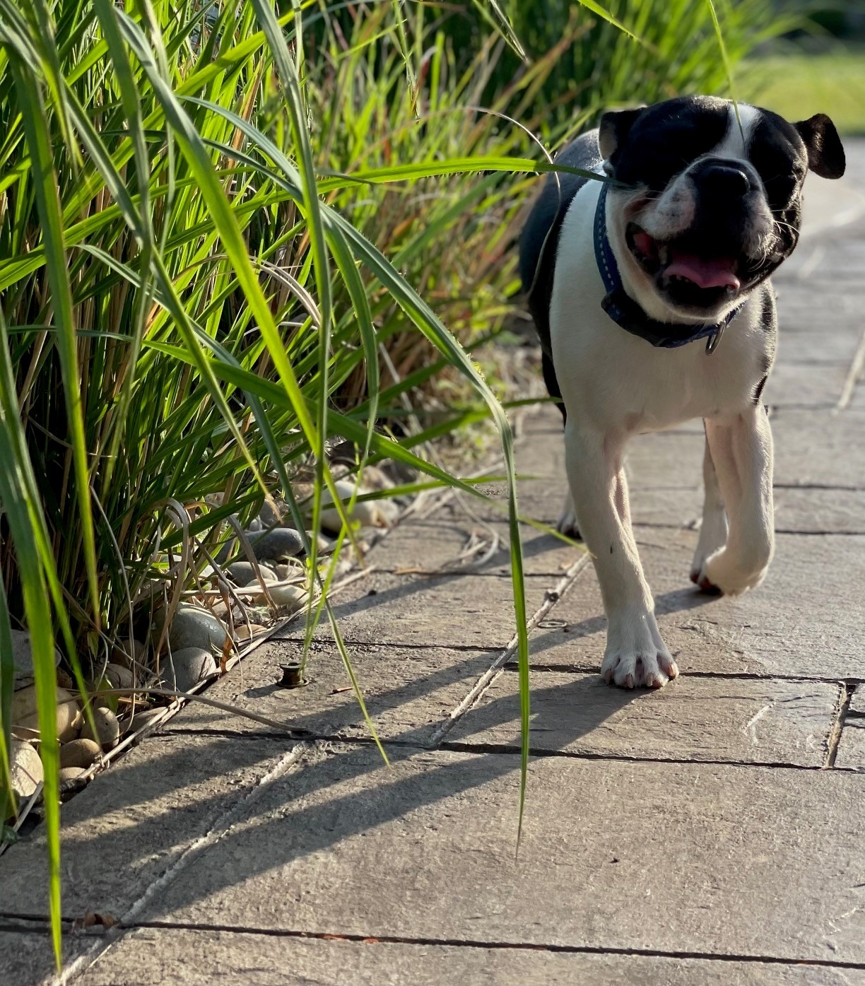 Help Save Winston’s Life with Emergency Surgery campaign photo, 5 of 6