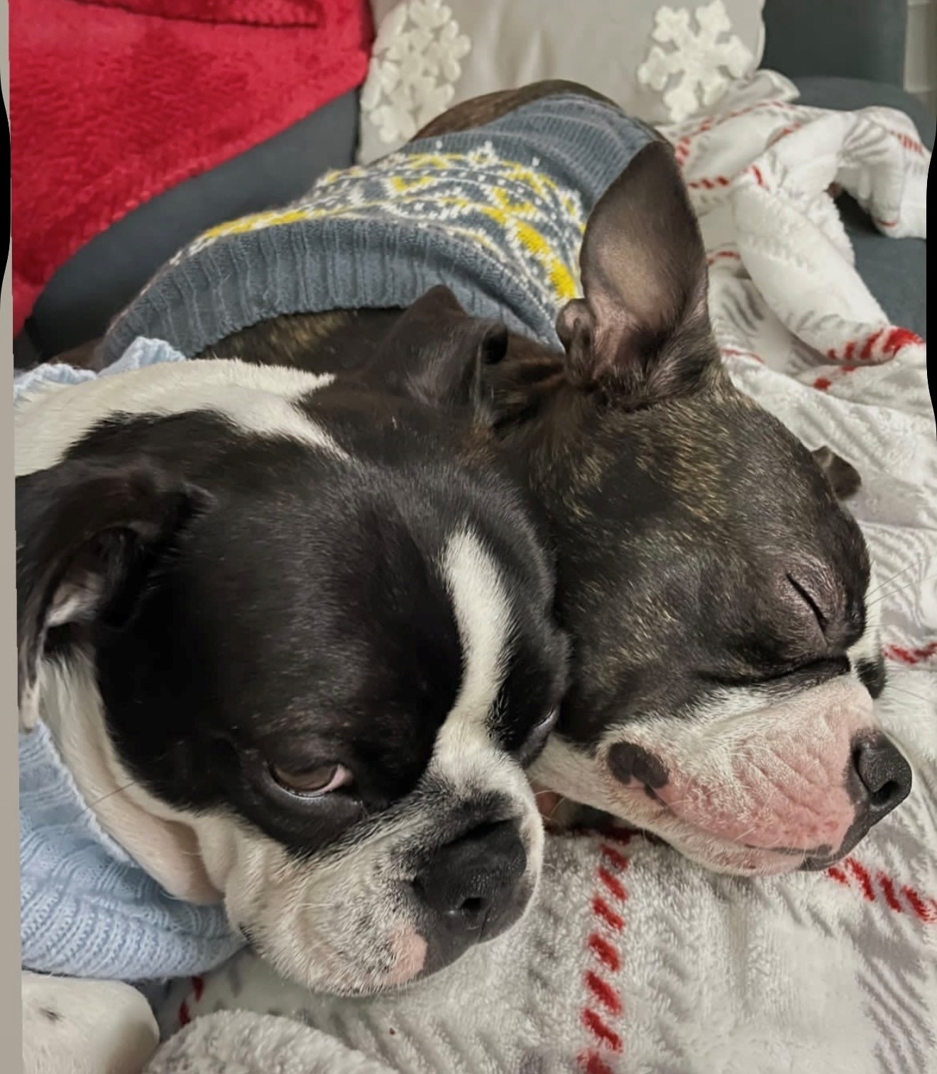 Help Save Winston’s Life with Emergency Surgery campaign photo, 2 of 6