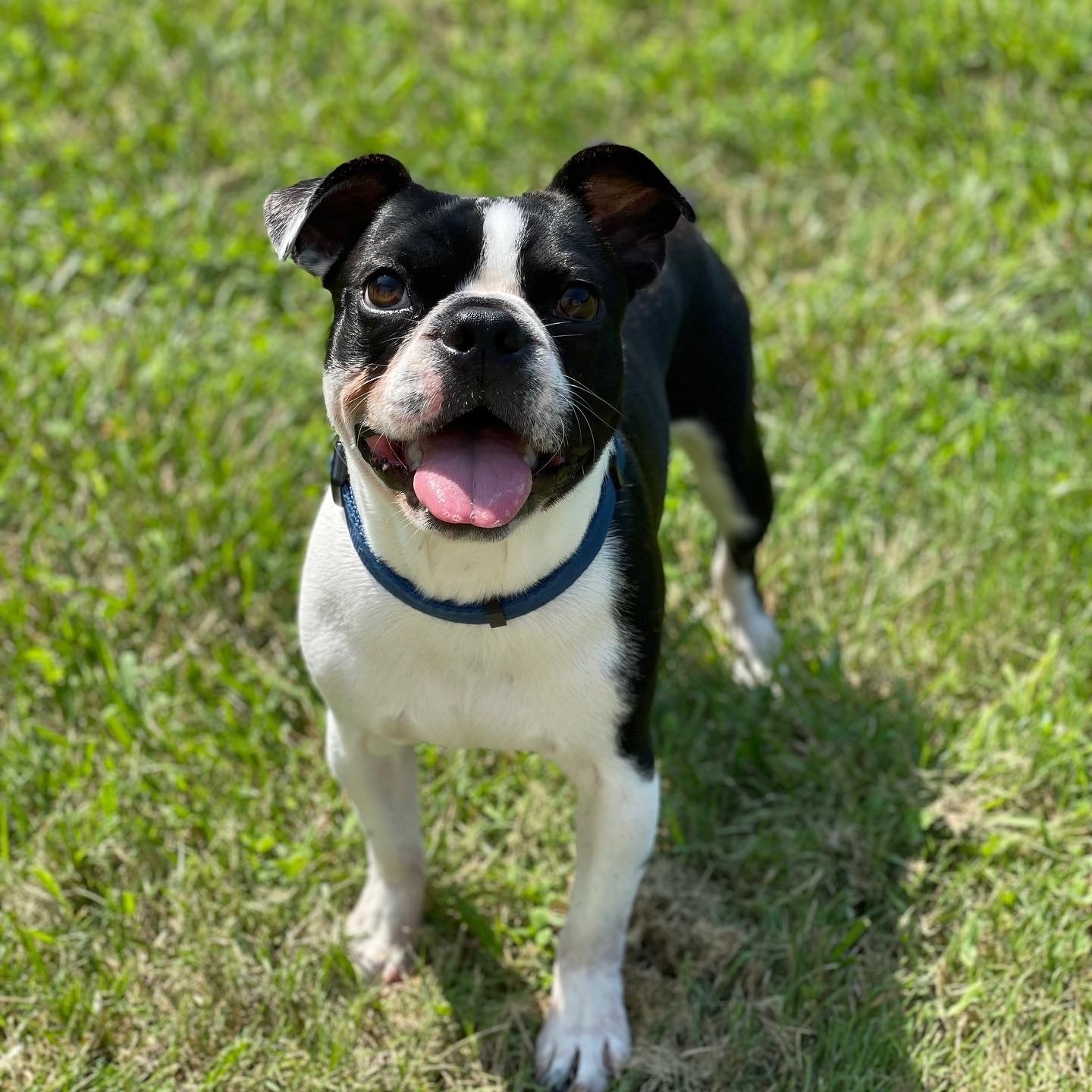 Help Save Winston’s Life with Emergency Surgery campaign photo, 4 of 6