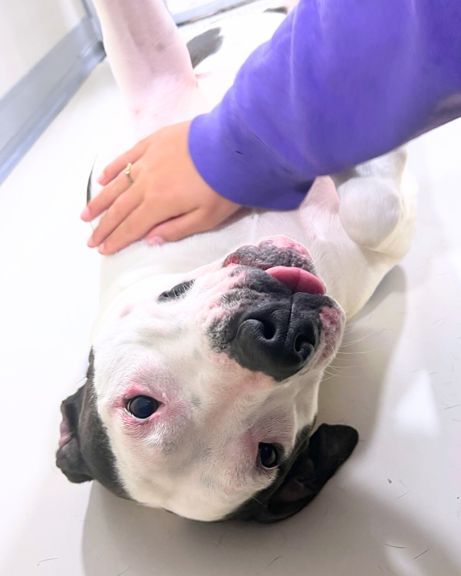 Support Chase's Journey to her Forever Home campaign photo, 2 of 4