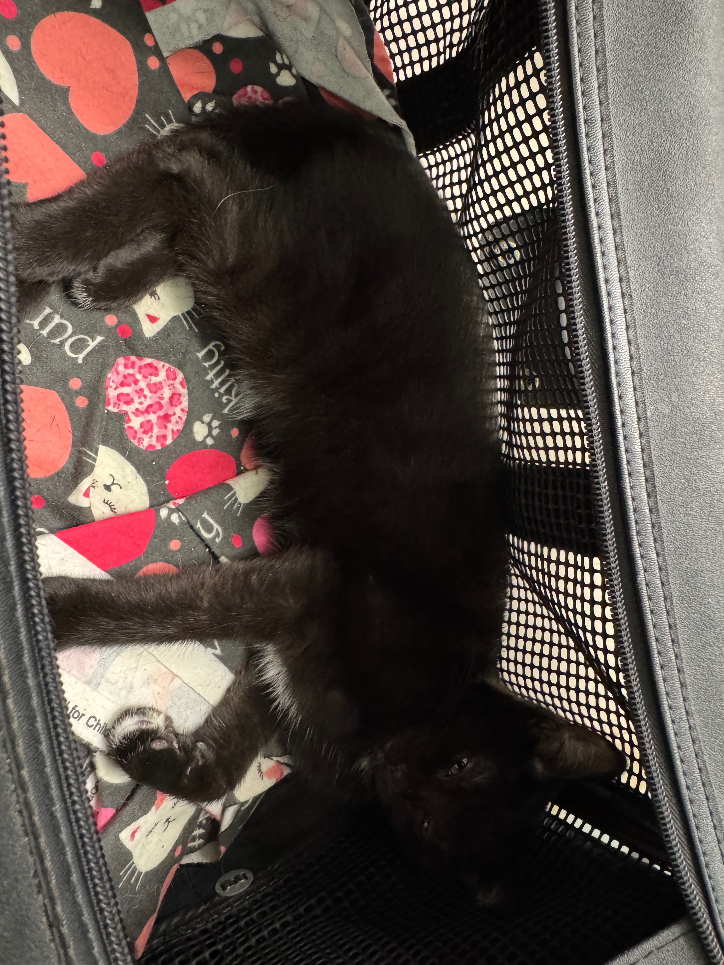 Save Mazzy’s Leg: Surgery Fundraiser campaign photo, 6 of 7