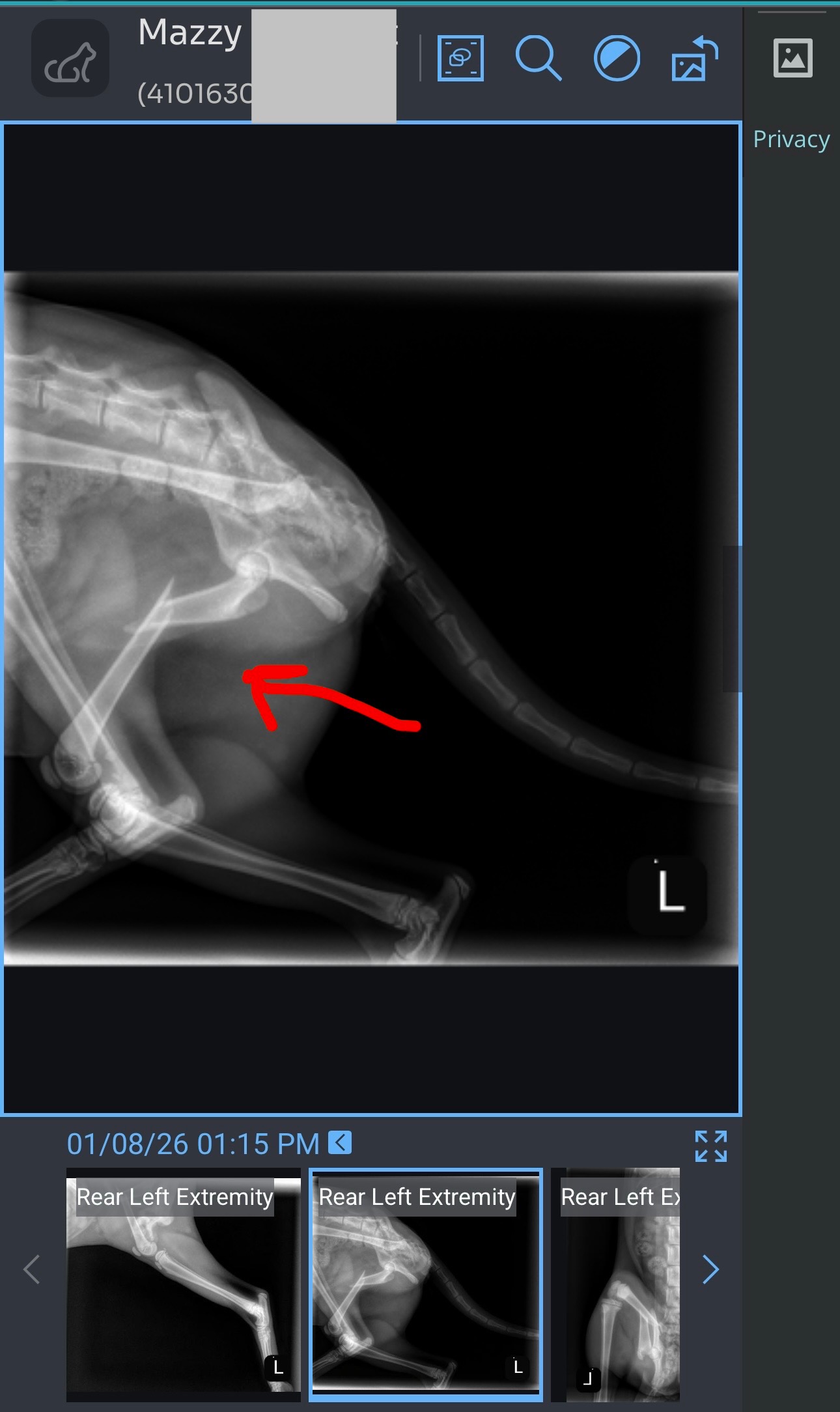 Save Mazzy’s Leg: Surgery Fundraiser campaign photo, 5 of 7