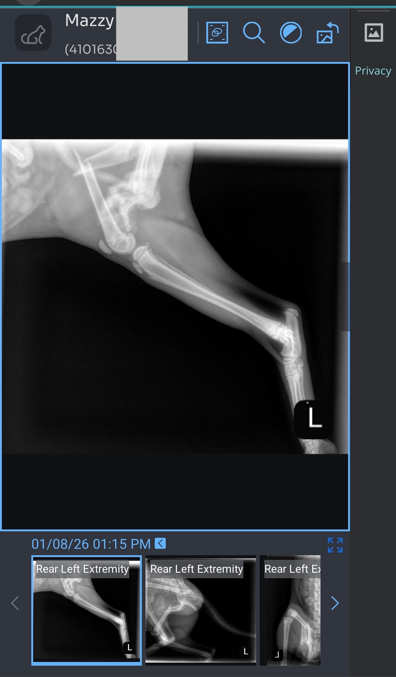 Save Mazzy’s Leg: Surgery Fundraiser campaign photo, 2 of 7