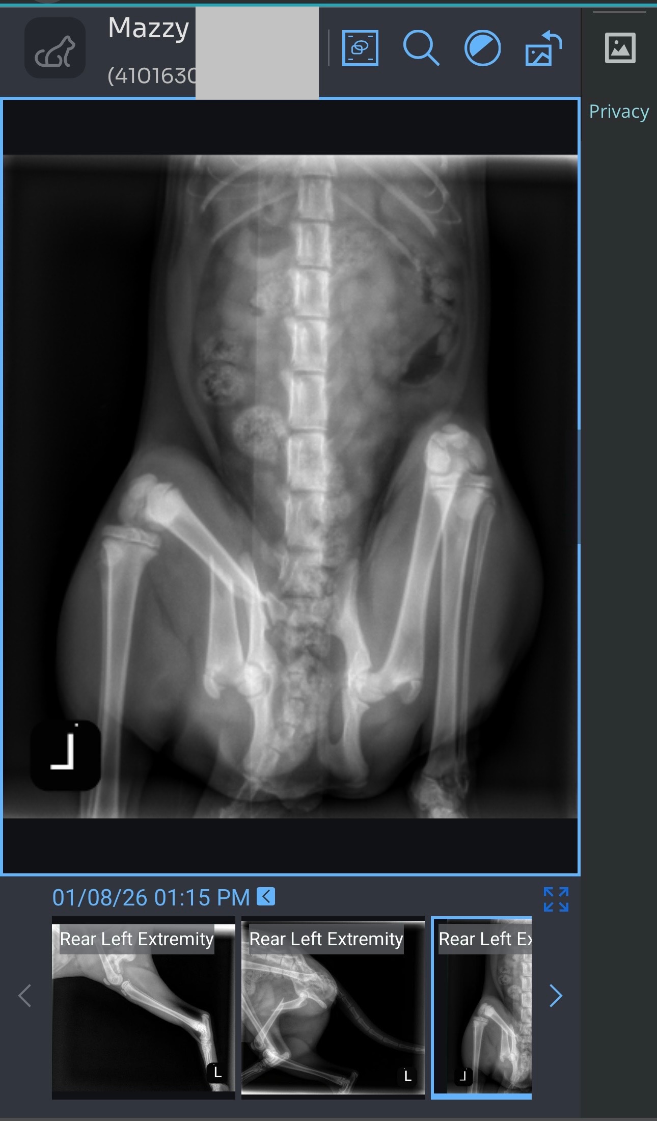 Save Mazzy’s Leg: Surgery Fundraiser campaign photo, 4 of 7