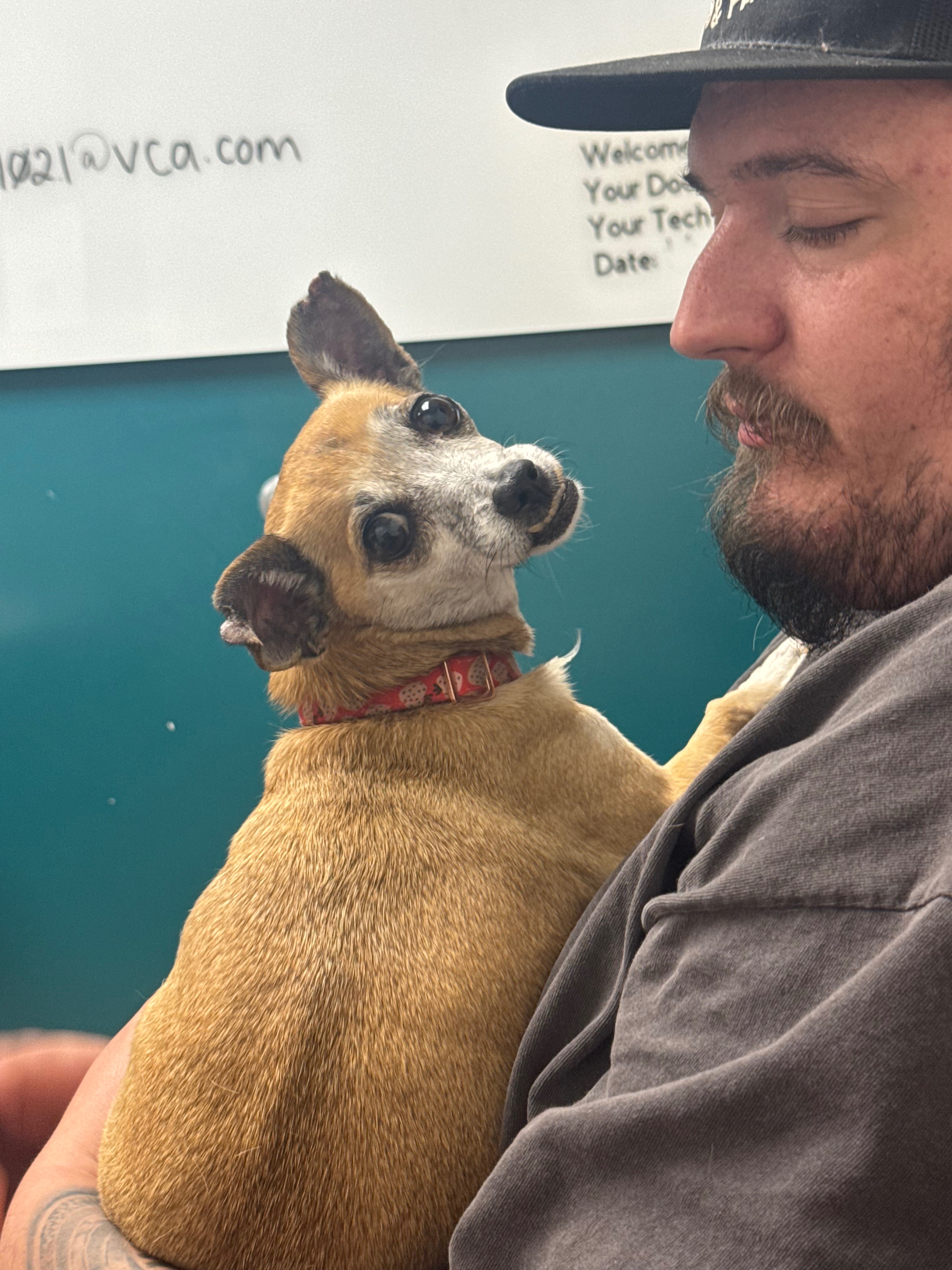 Help Bring Daisy’s Ashes Home campaign photo, 2 of 6