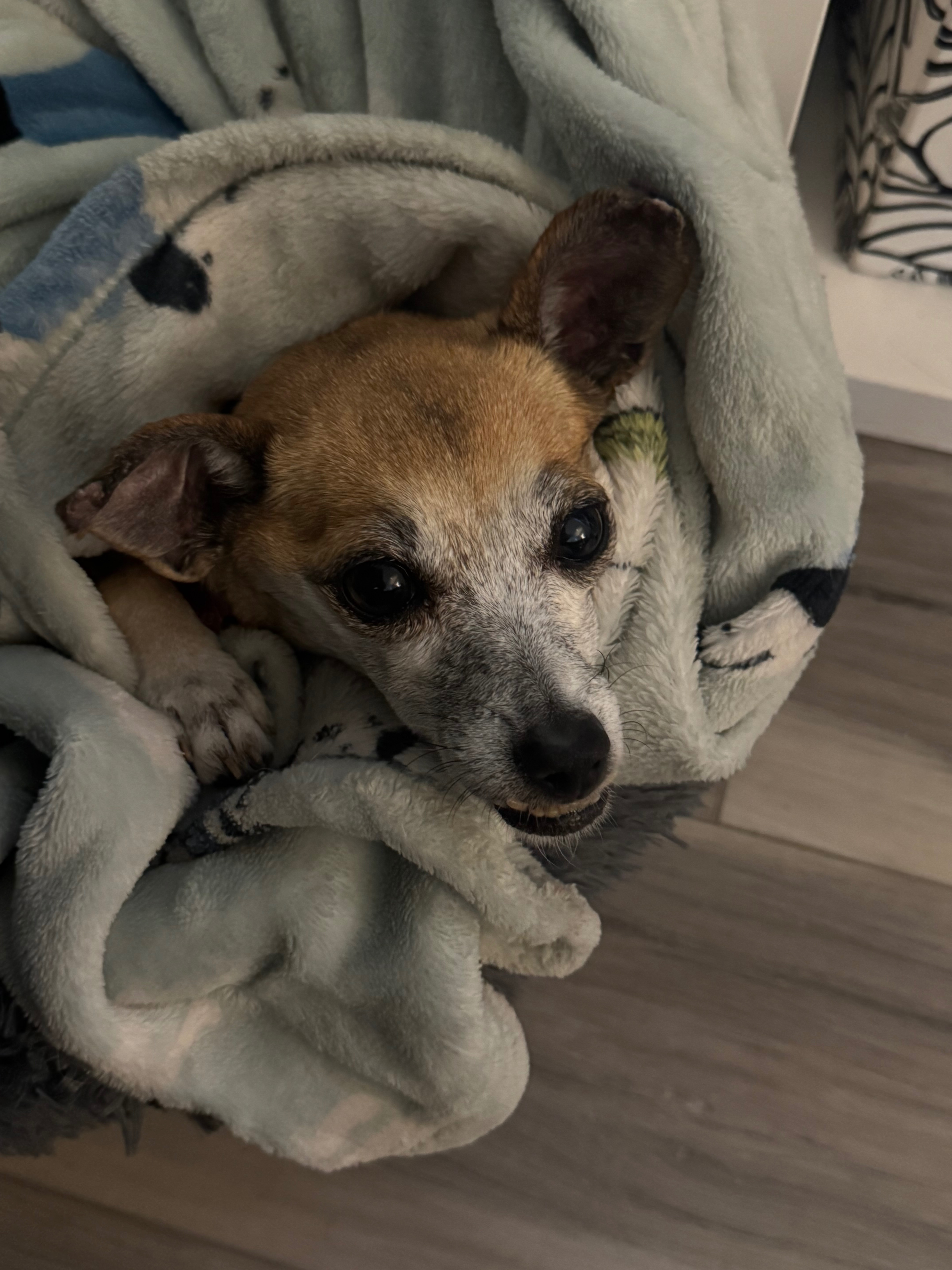 Help Bring Daisy’s Ashes Home campaign photo, 4 of 6