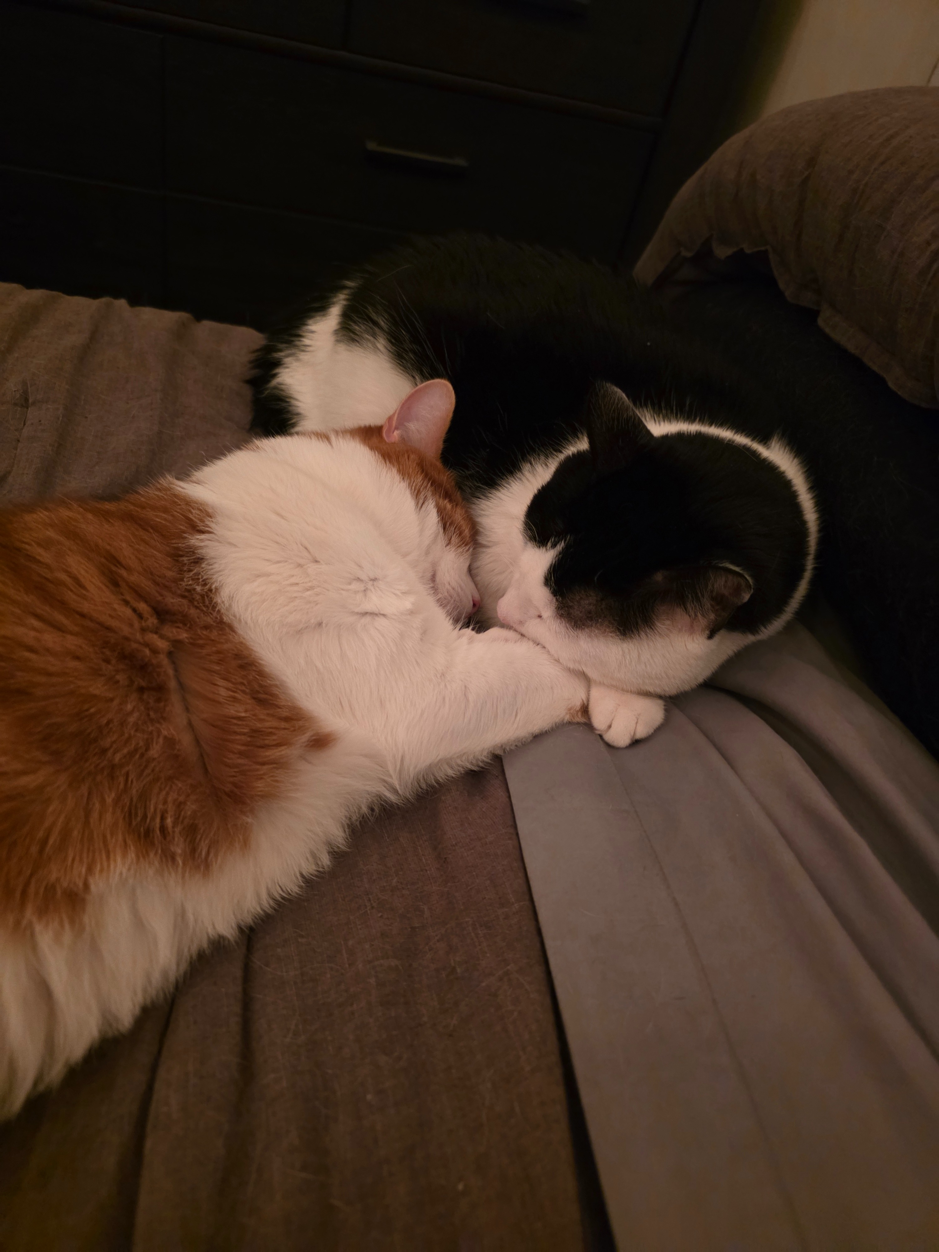 Help Save CC, Frank's Beloved Kitty campaign photo, 7 of 8