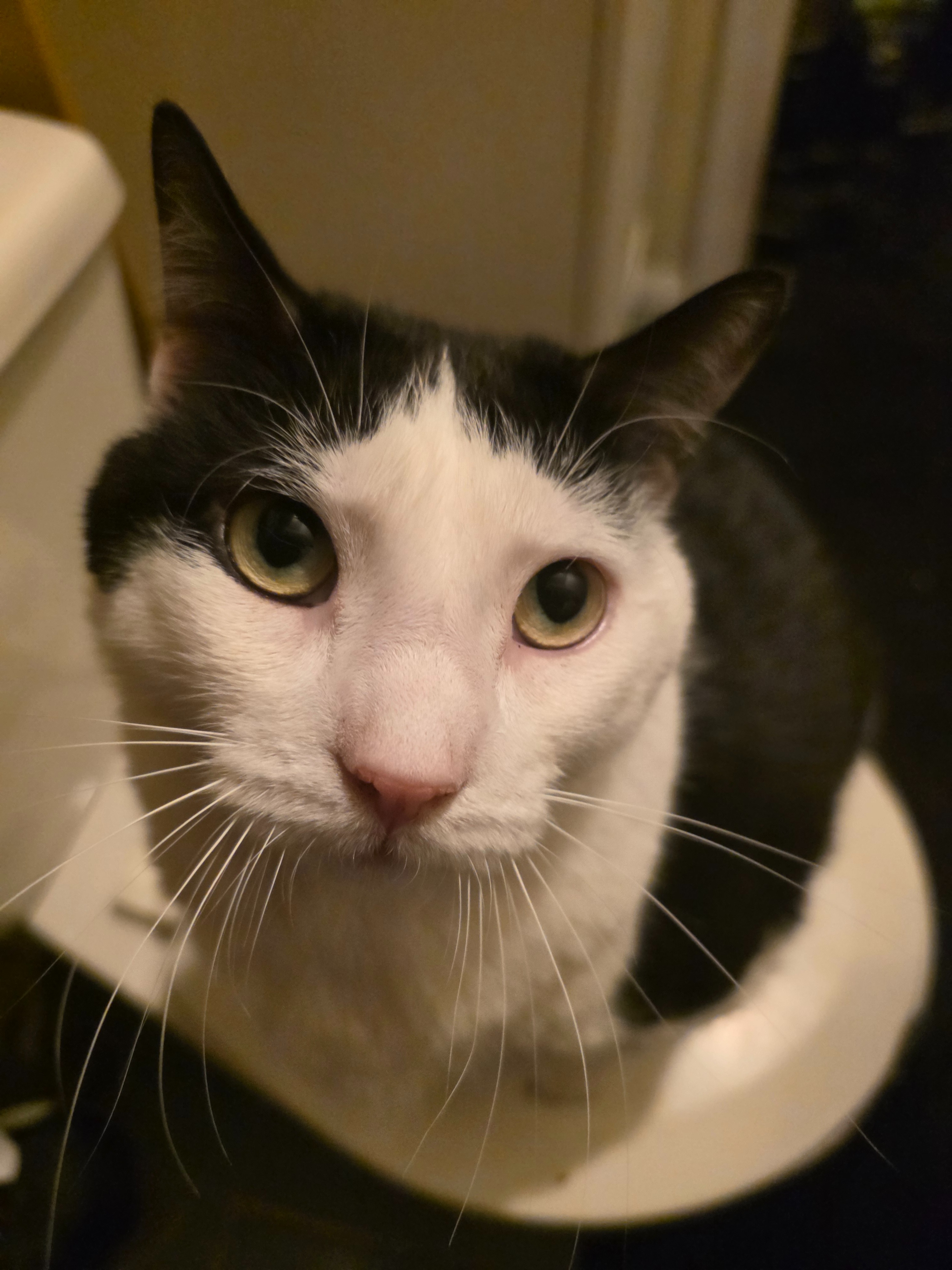 Help Save CC, Frank's Beloved Kitty campaign photo, 2 of 8