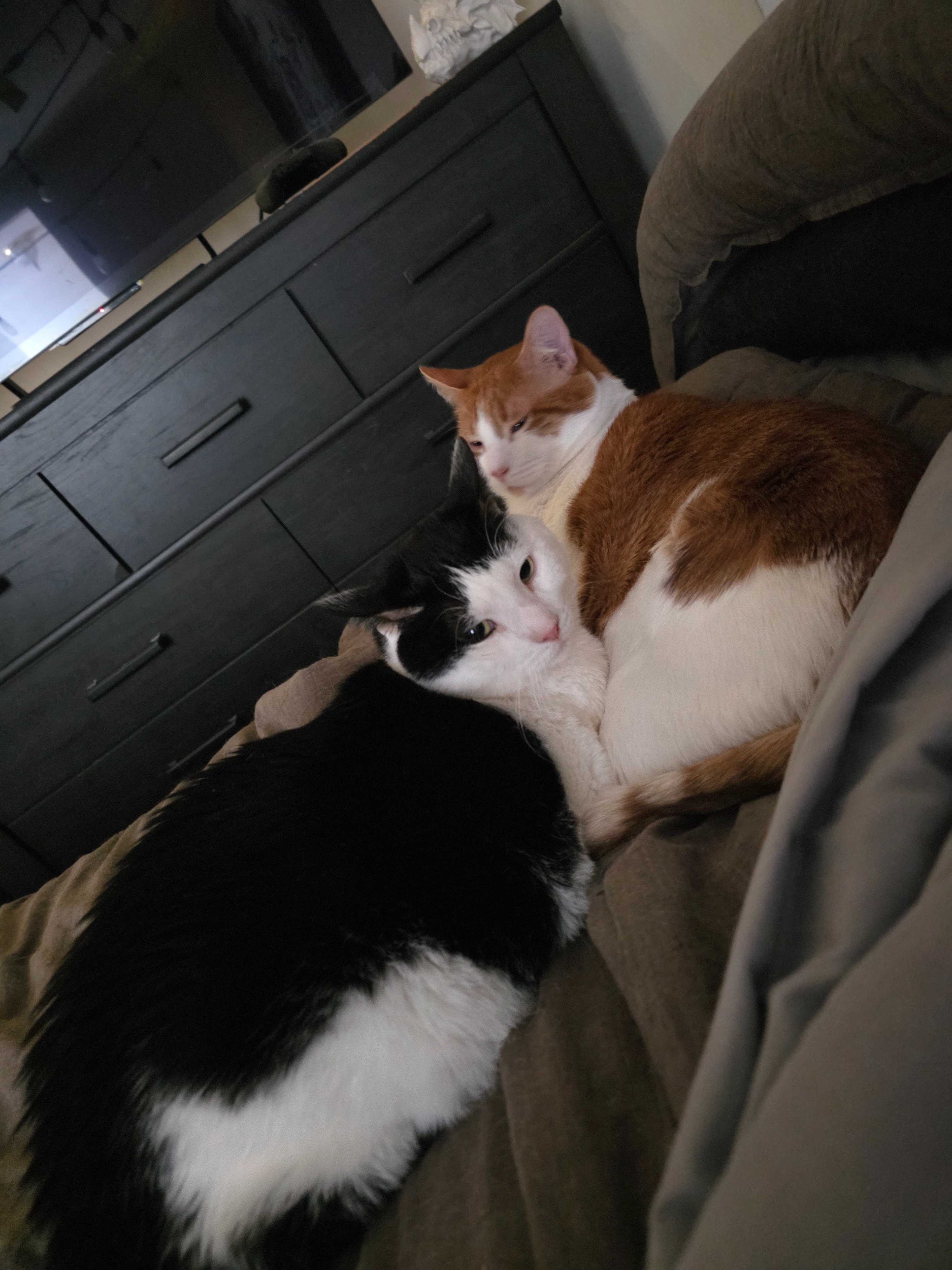 Help Save CC, Frank's Beloved Kitty campaign photo, 5 of 8