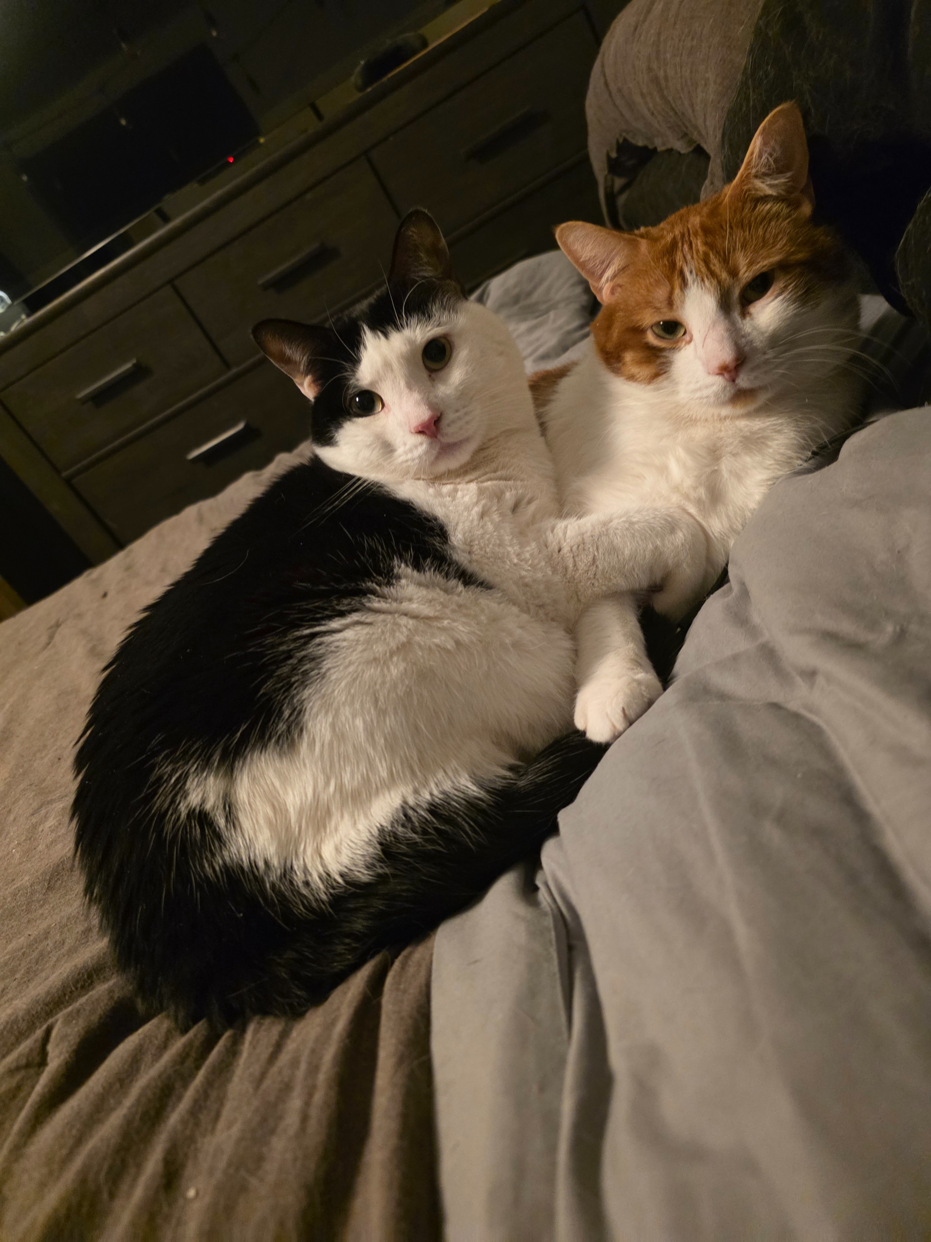 Help Save CC, Frank's Beloved Kitty campaign photo, 4 of 8