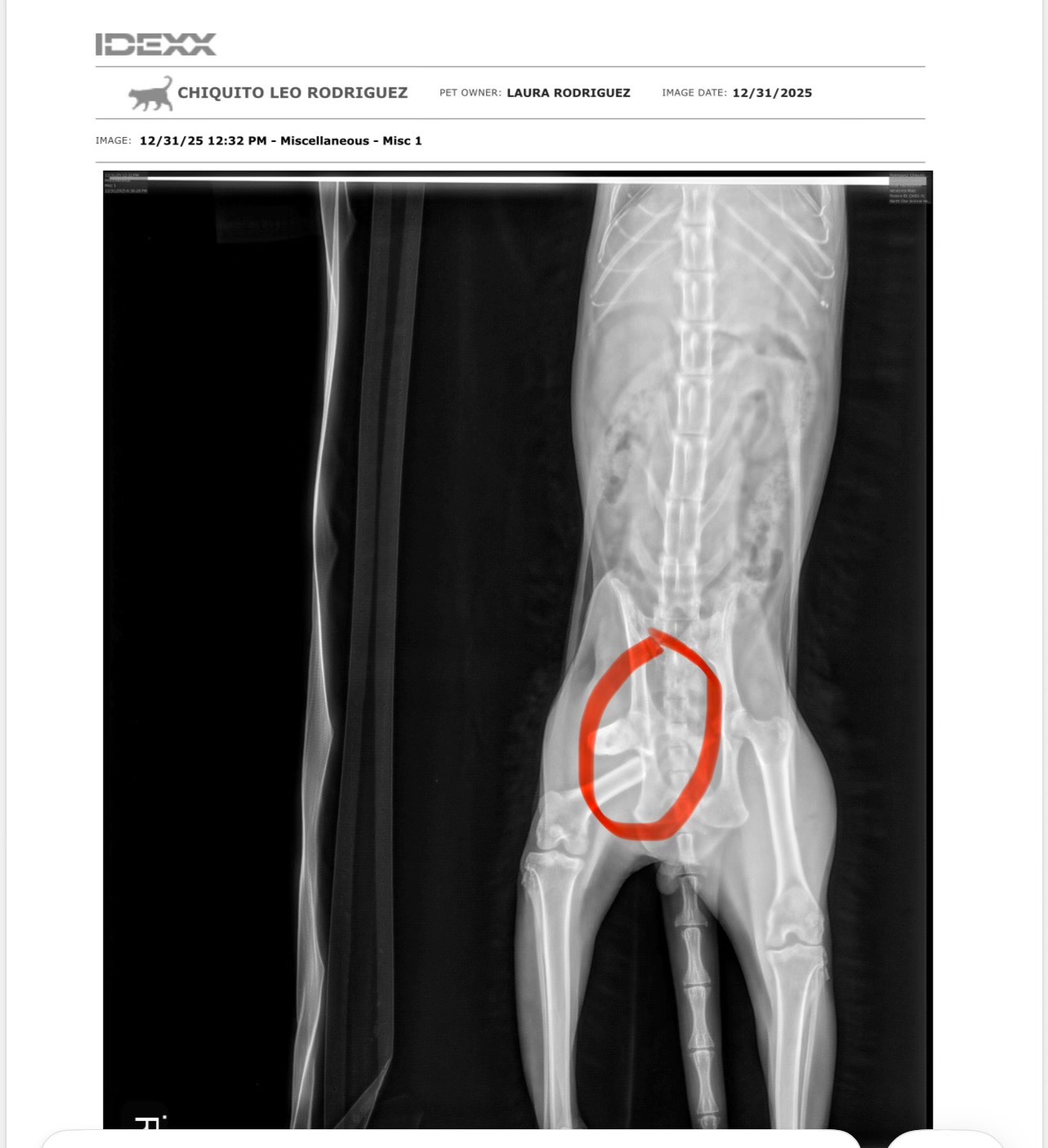 Help Chiquito Recover After Accident campaign photo, 7 of 8