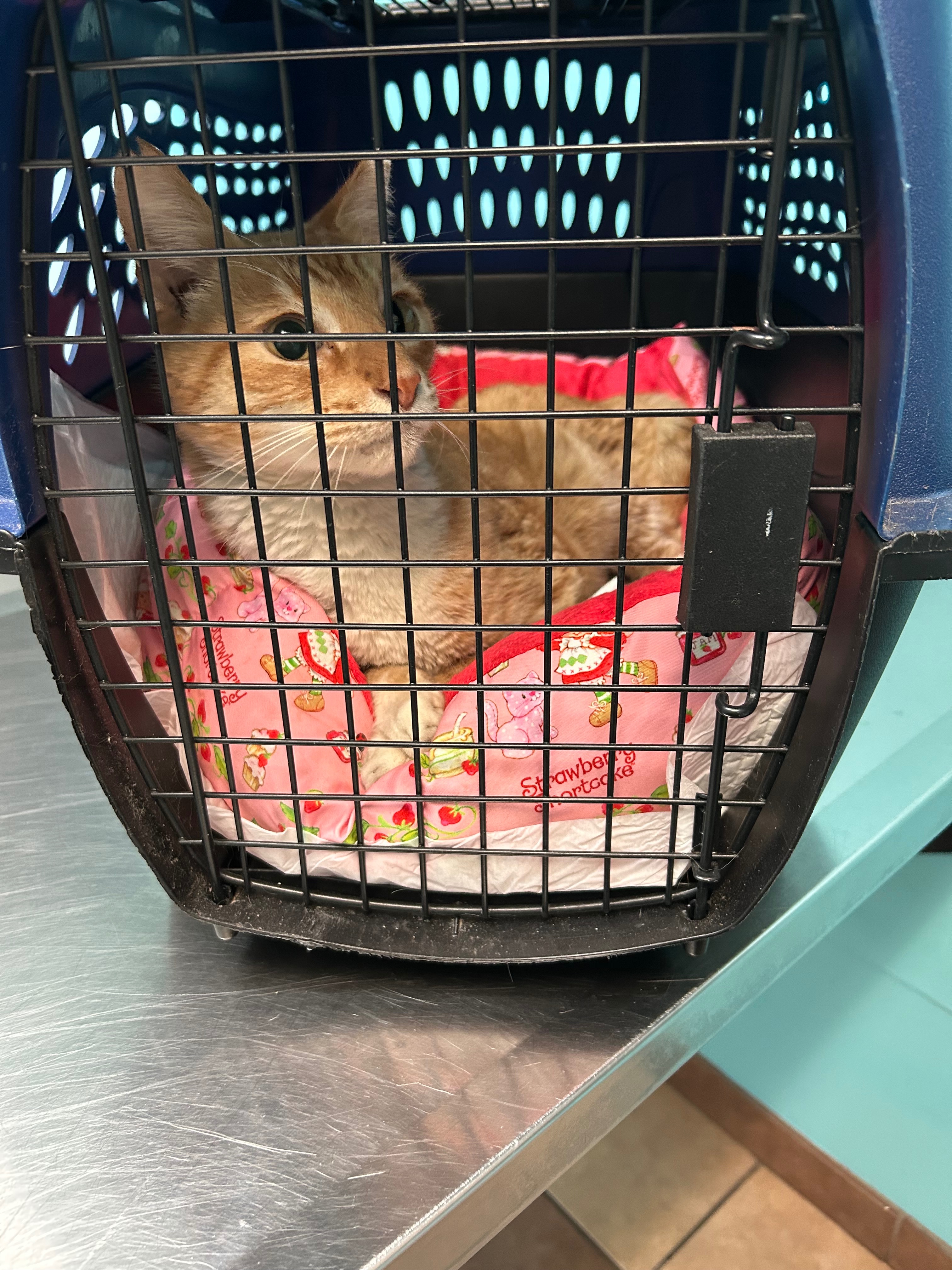 Help Chiquito Recover After Accident campaign photo, 5 of 8