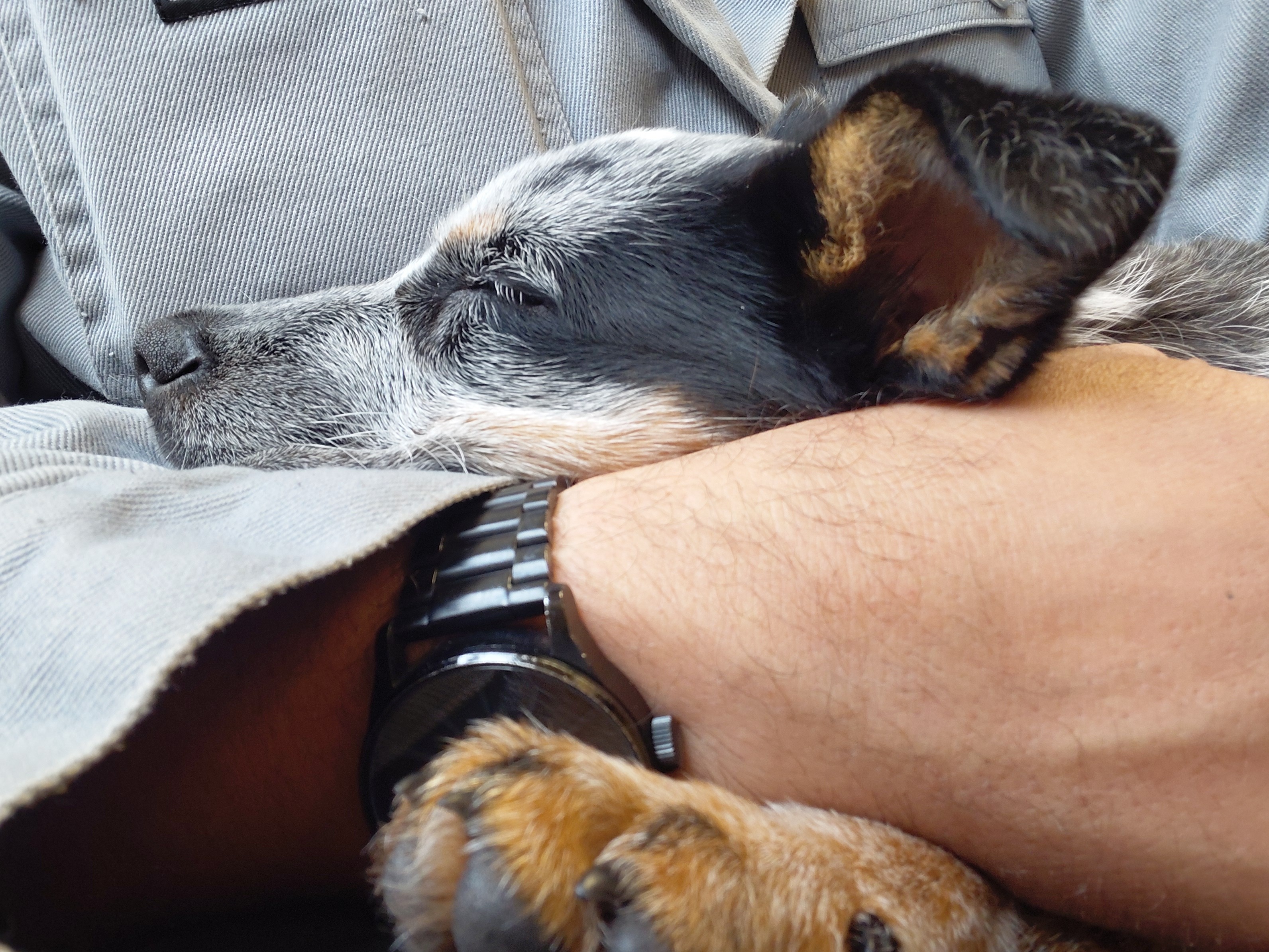 Help Bring Nismo Home After Emergency Surgery campaign photo, 7 of 8
