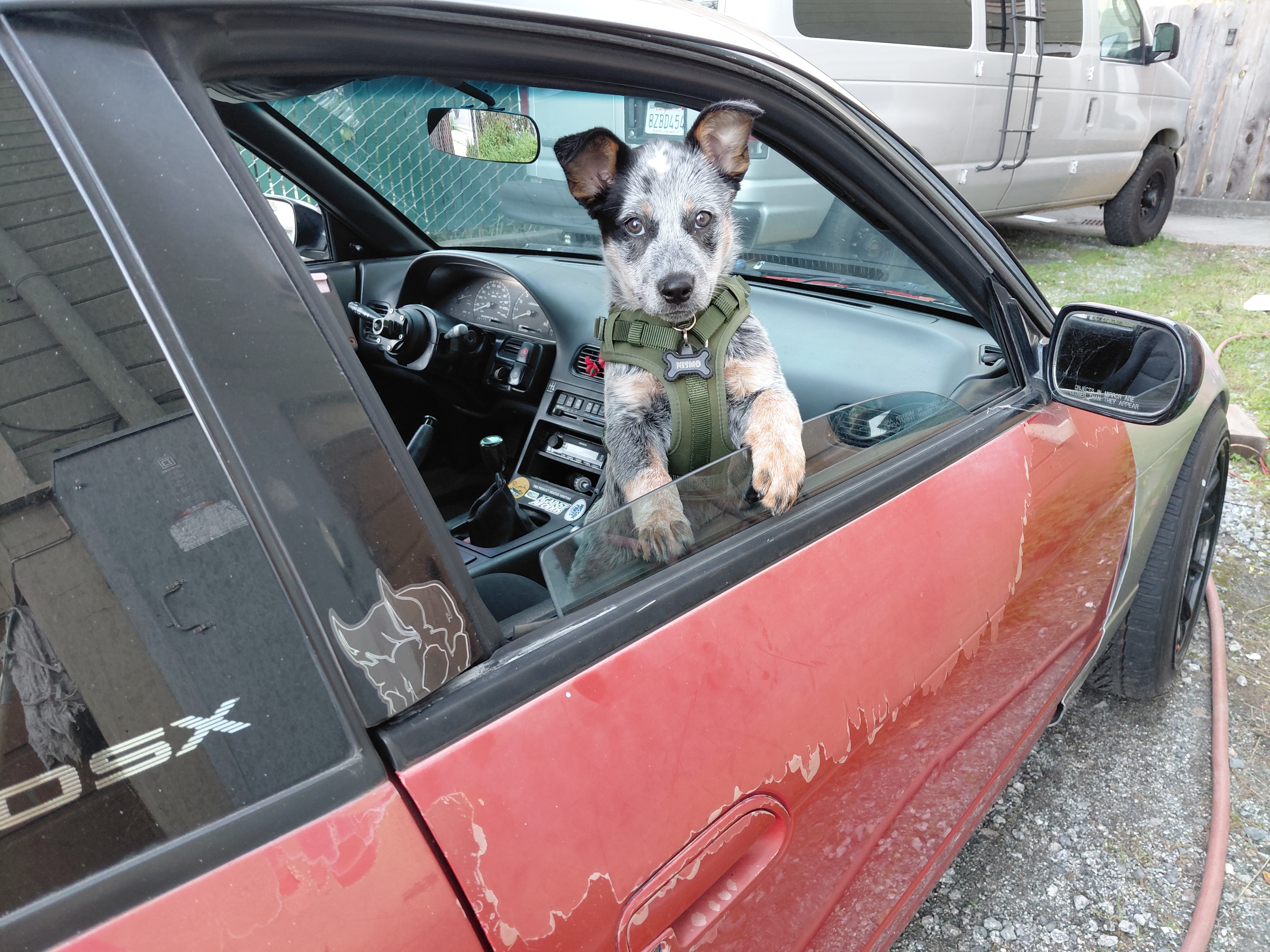 Help Bring Nismo Home After Emergency Surgery campaign photo, 4 of 8