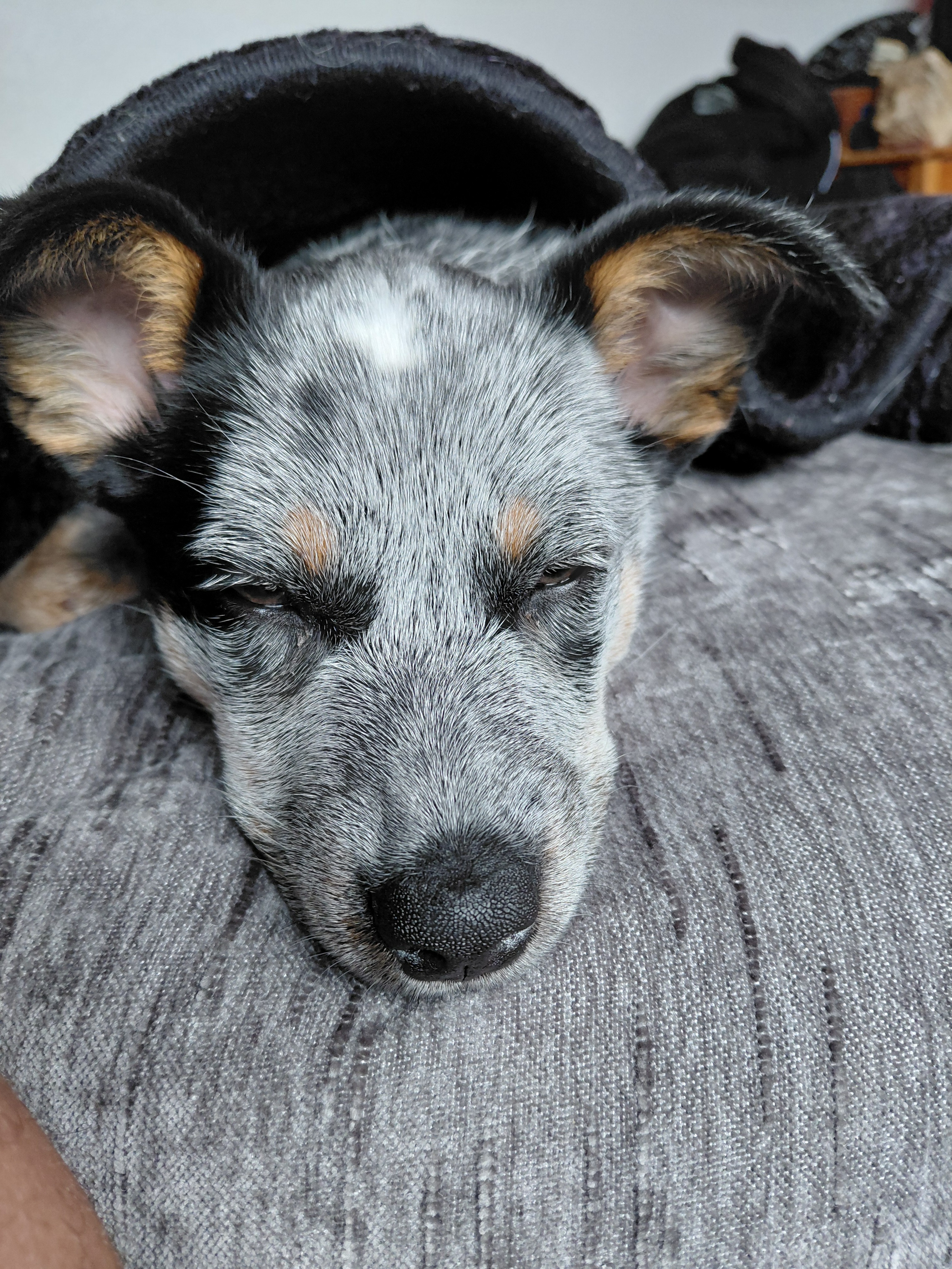 Help Bring Nismo Home After Emergency Surgery campaign photo, 5 of 8