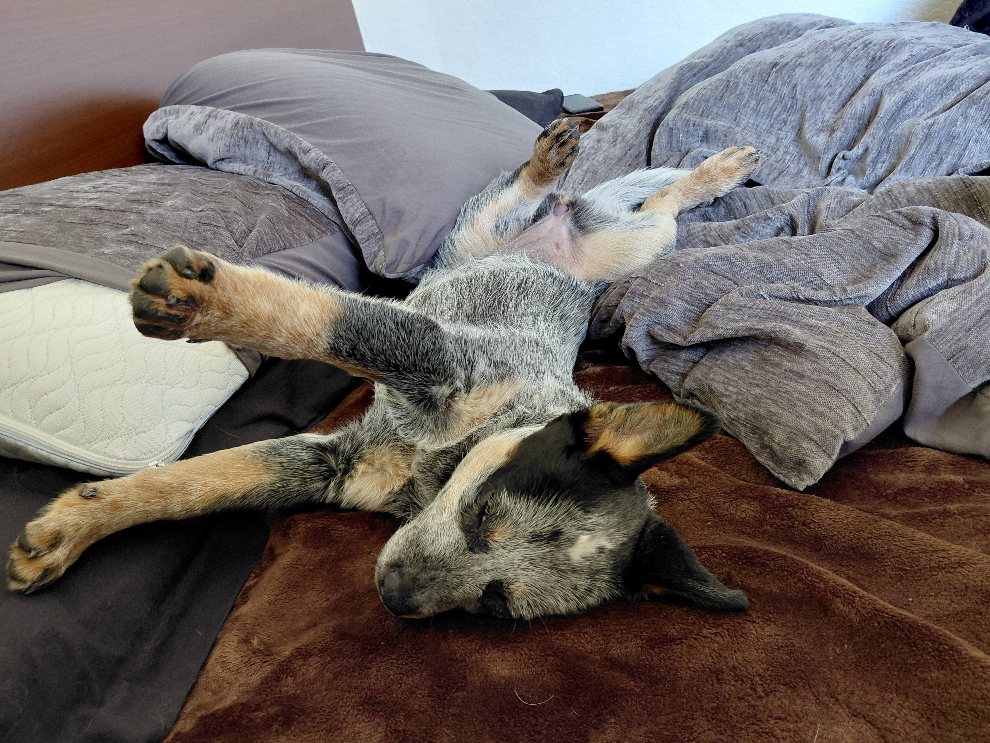 Help Bring Nismo Home After Emergency Surgery campaign photo, 6 of 8