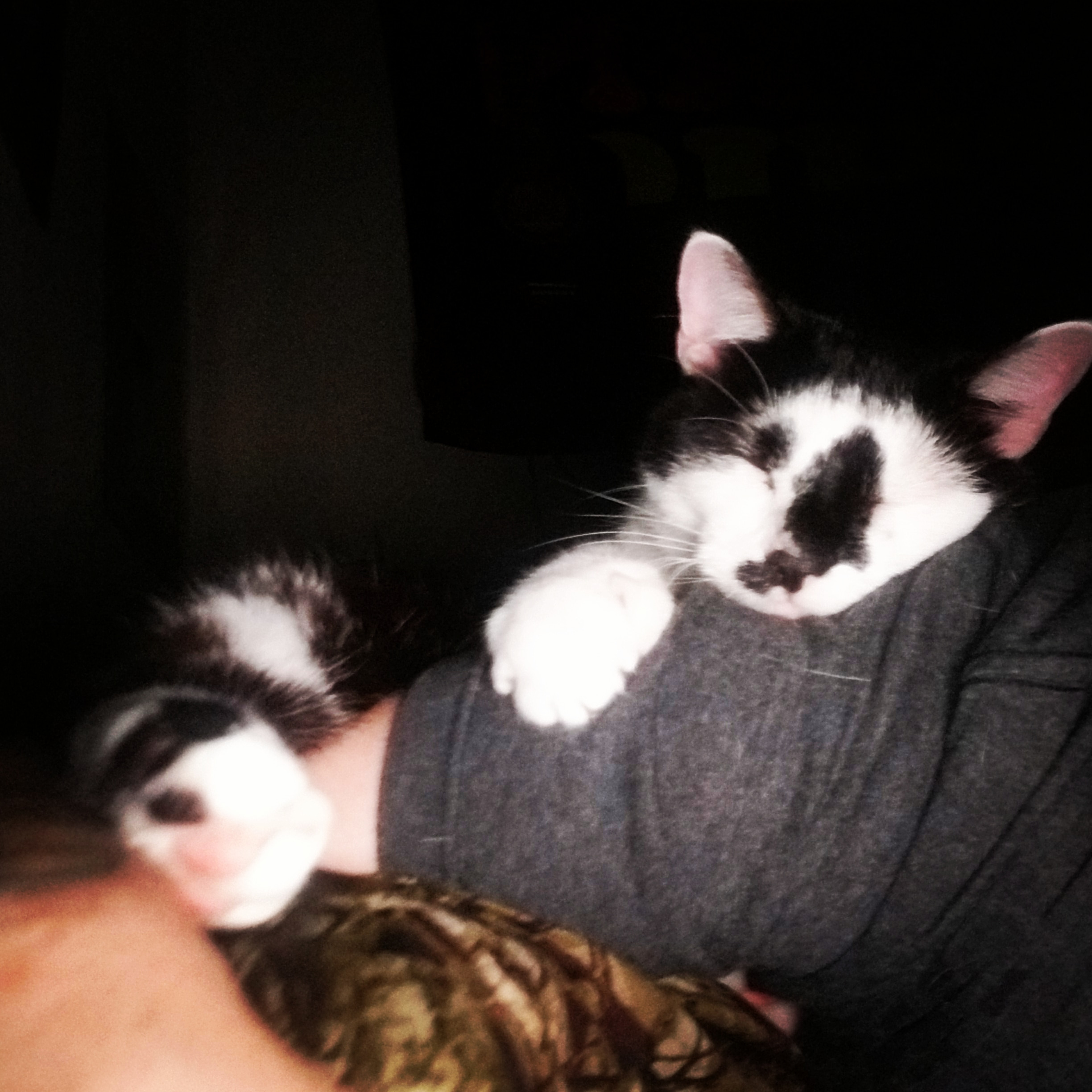 Help Save Mittens: Emergency Vet Care campaign photo, 7 of 8