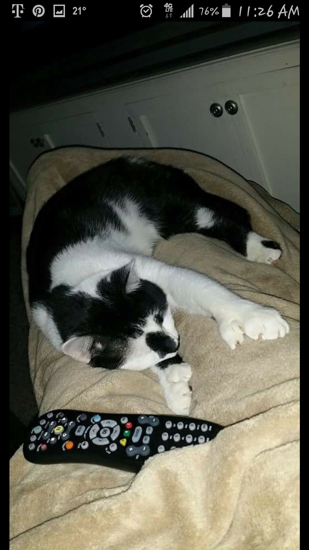 Help Save Mittens: Emergency Vet Care campaign photo, 4 of 8