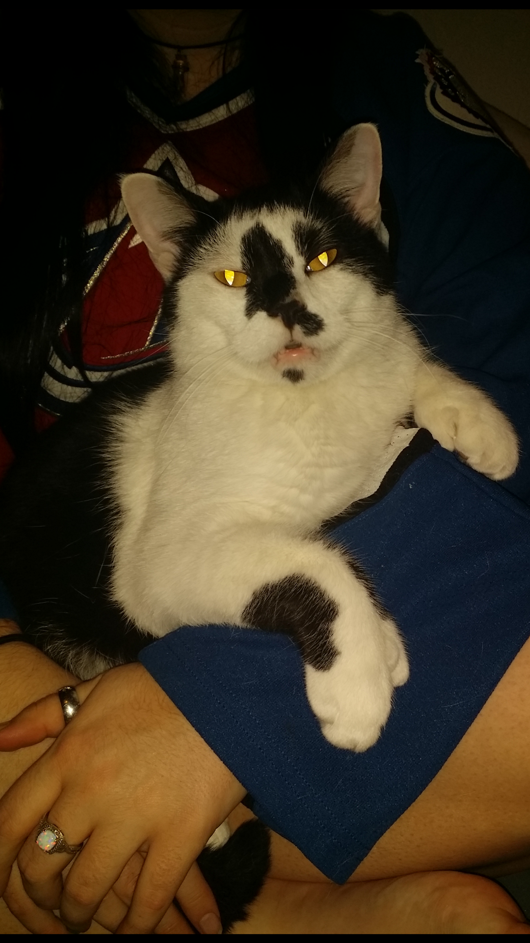 Help Save Mittens: Emergency Vet Care campaign photo, 5 of 8