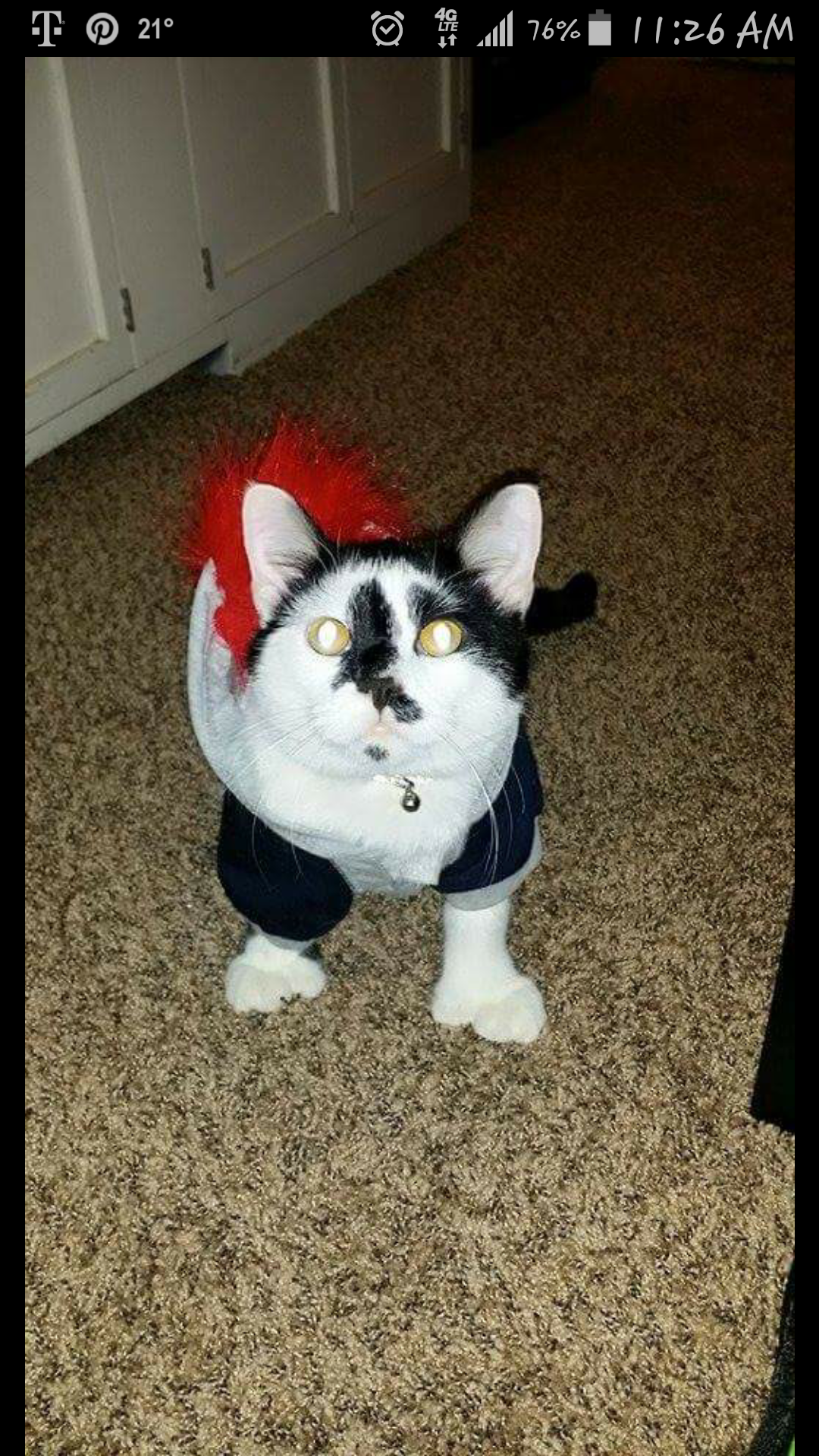 Help Save Mittens: Emergency Vet Care campaign photo, 6 of 8