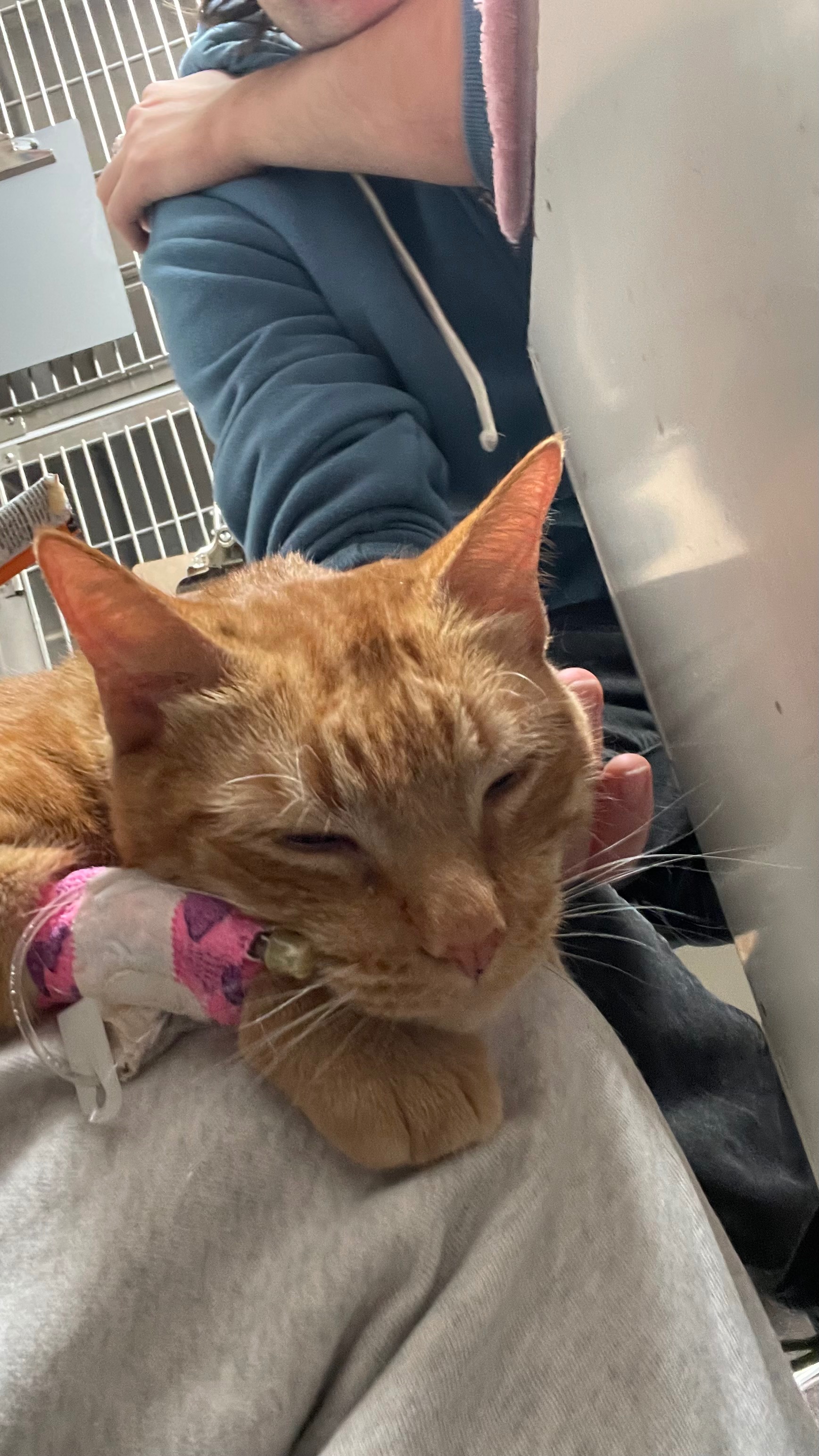 Support Edgar’s Lifesaving Care campaign photo, 5 of 6